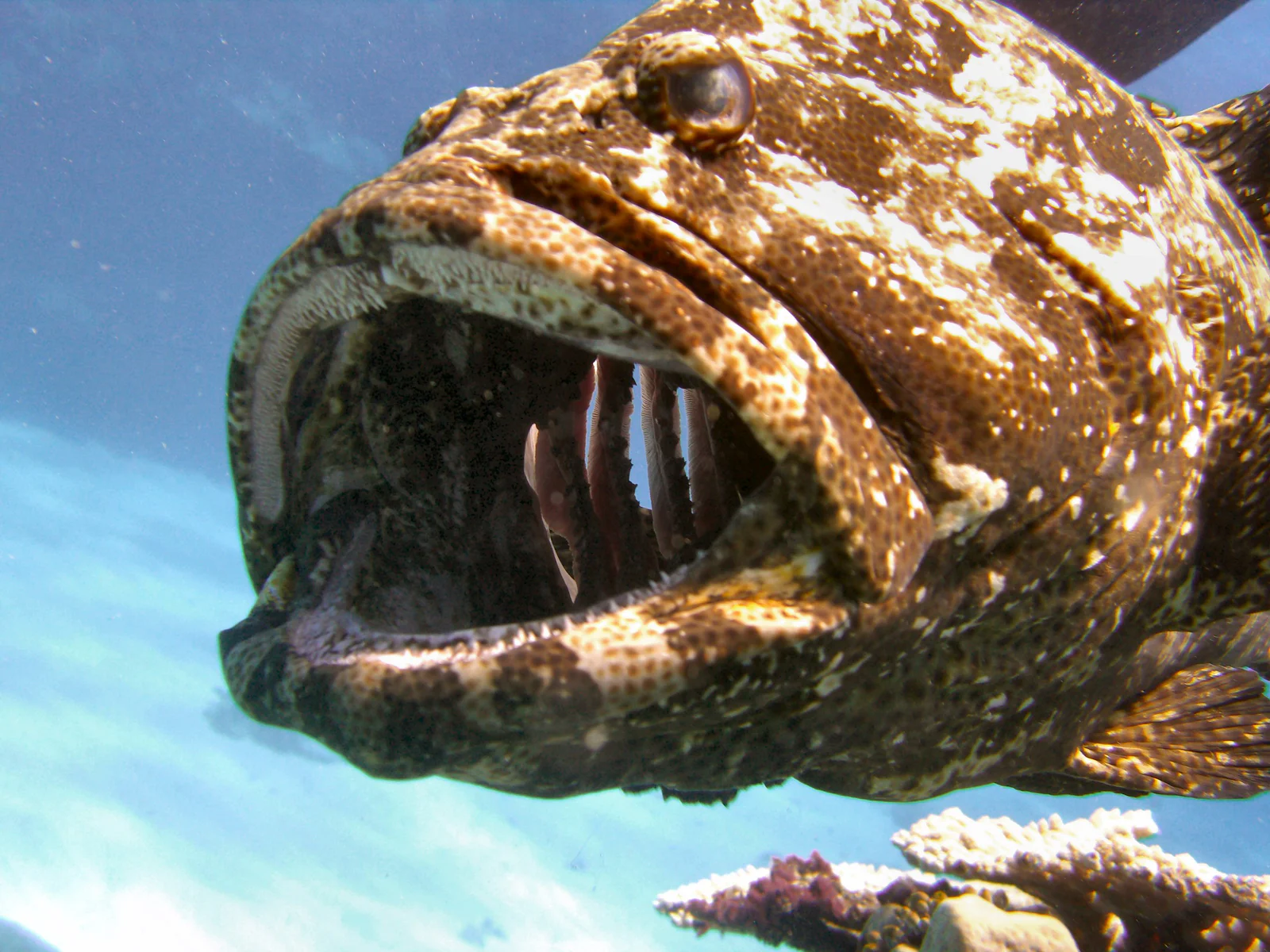 Cod Hole