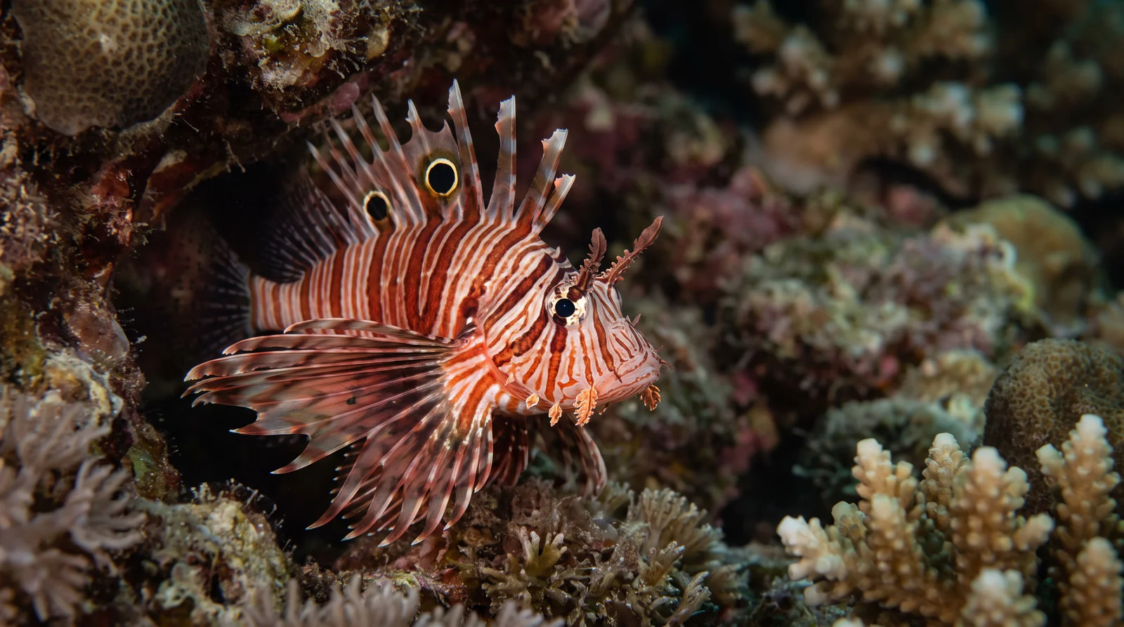 AI-generated illustration; species identification unverified. Twin-spot Lionfish (Dendrochirus biocellatus)