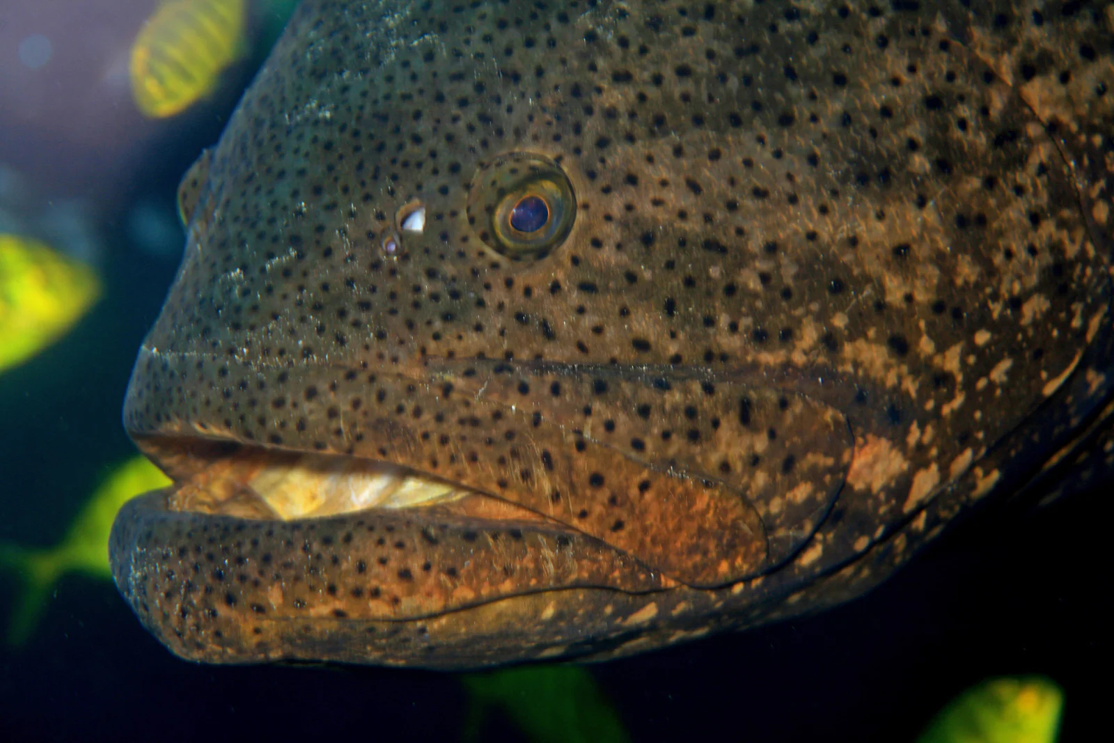 Goliath Grouper
