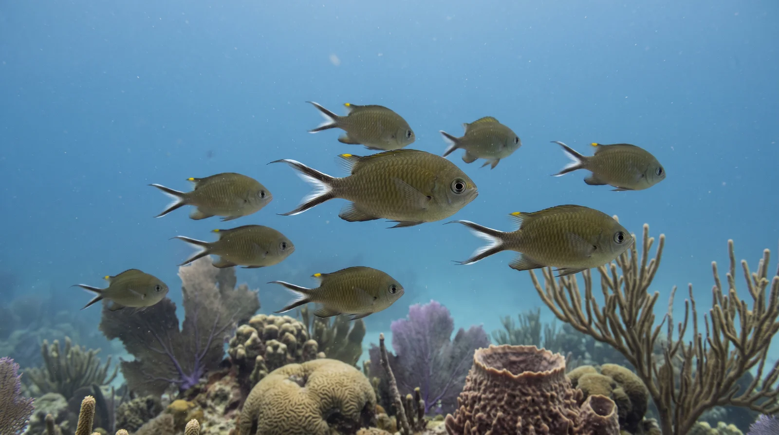 Brown Chromis