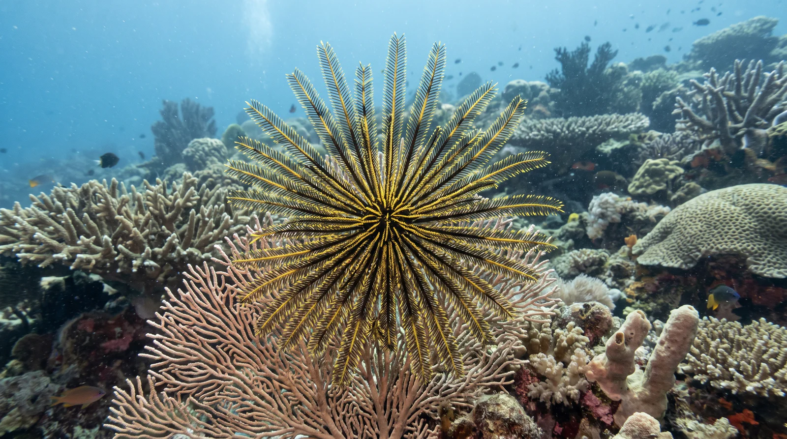 Feather Star