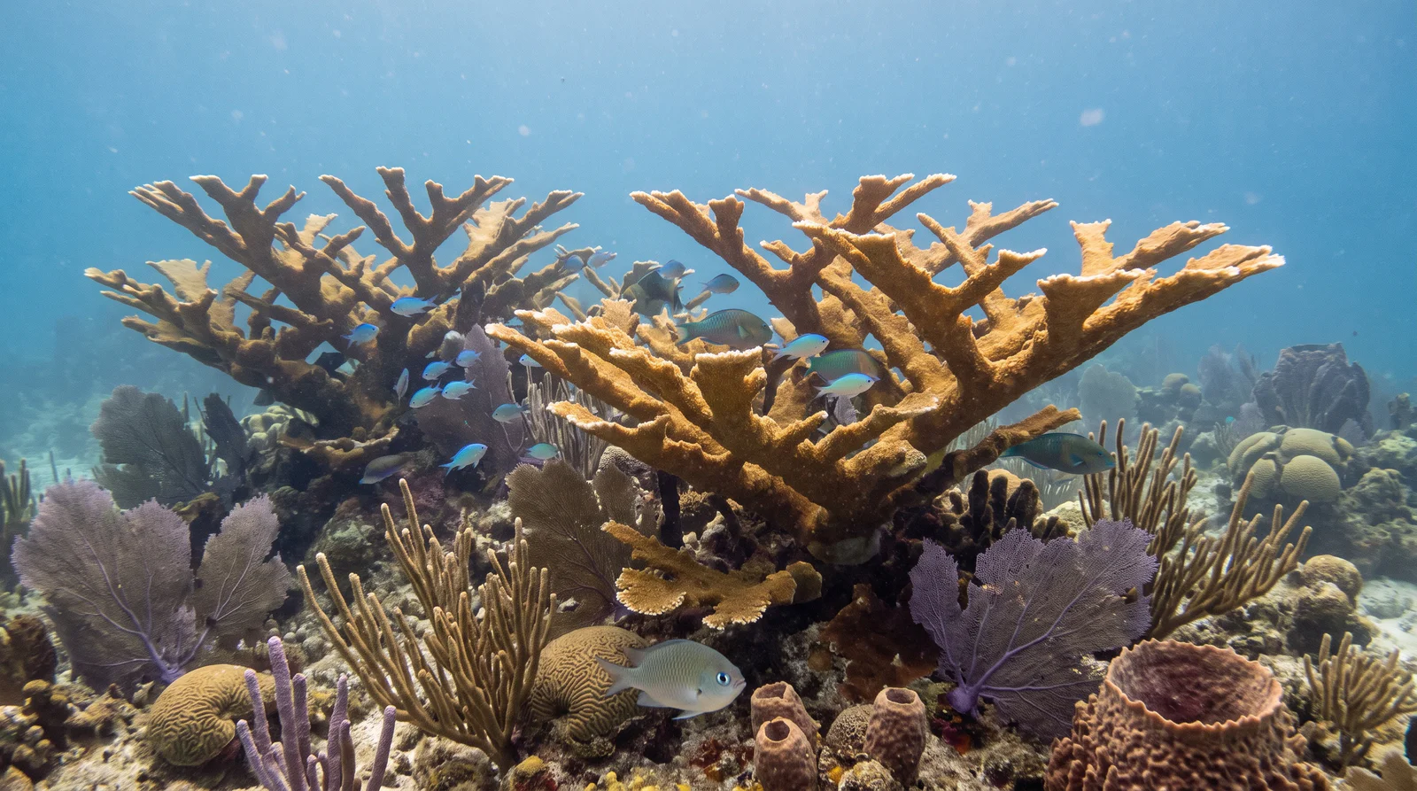 Elkhorn Coral