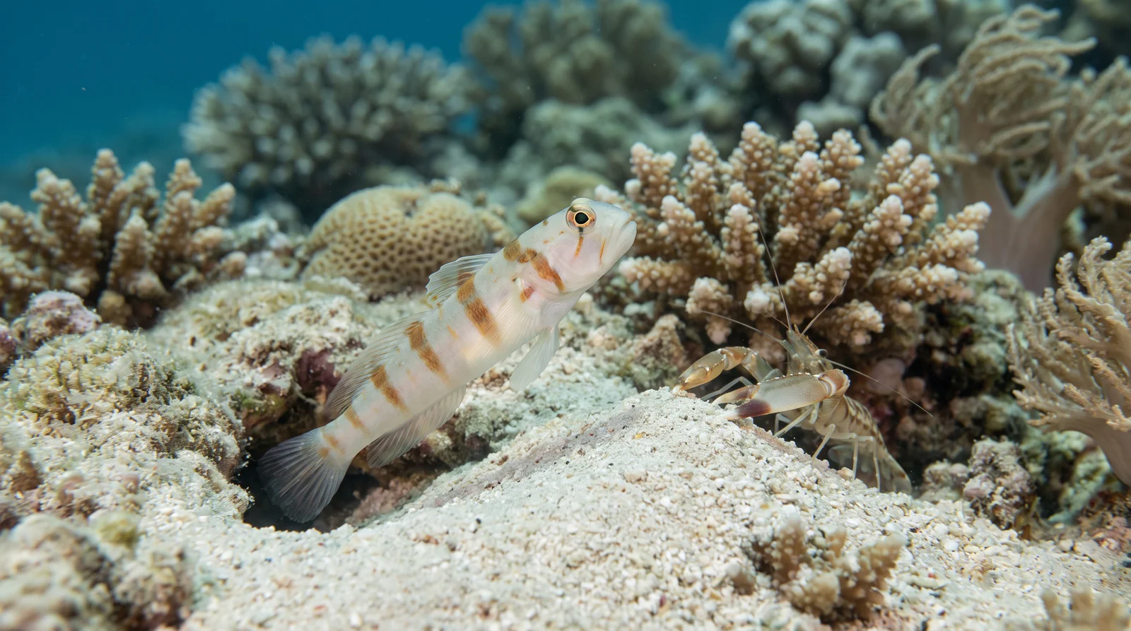 Shrimp Goby