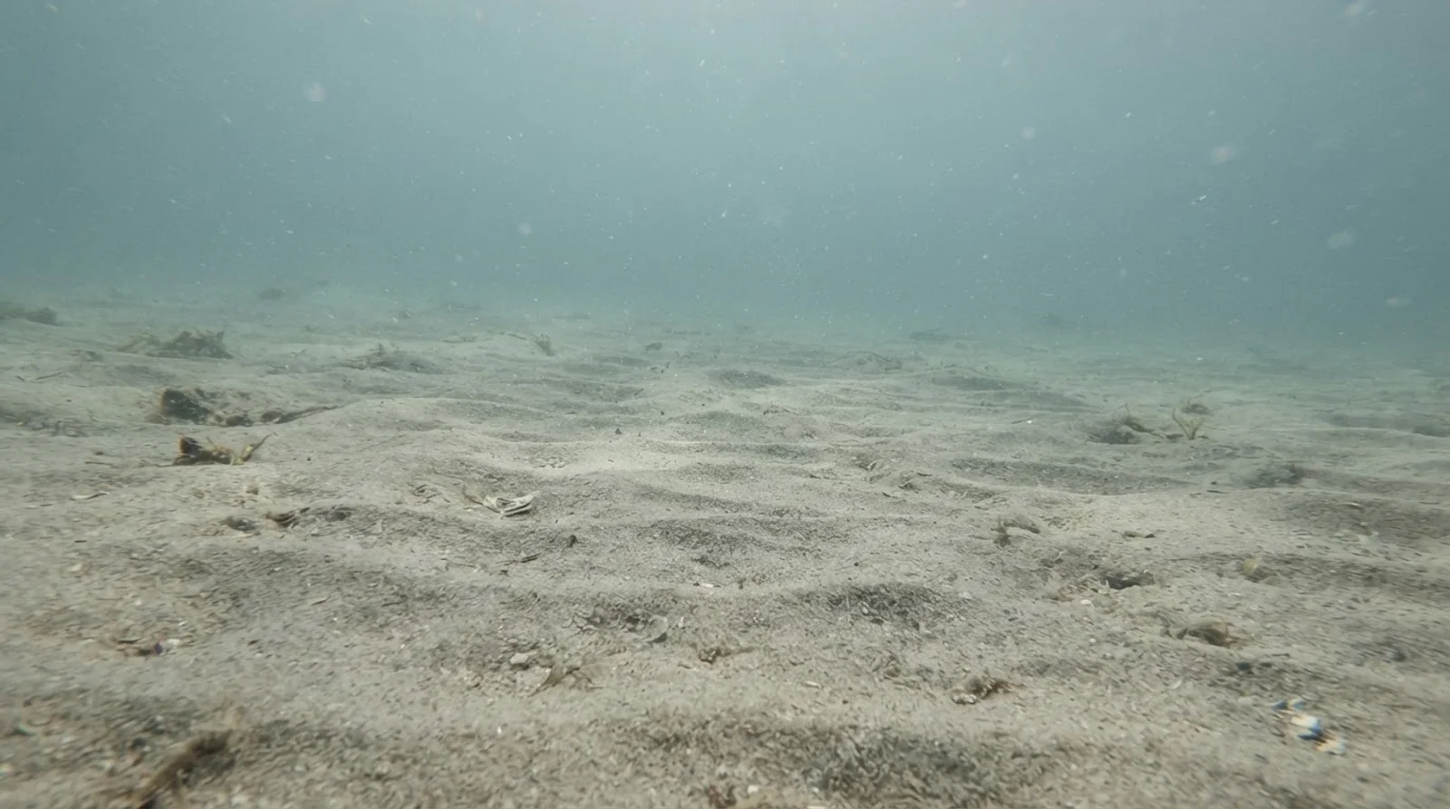 AI-generated illustration; site appearance unverified. Illustrative underwater reef habitat for Saimsim. Not a photograph of the site.