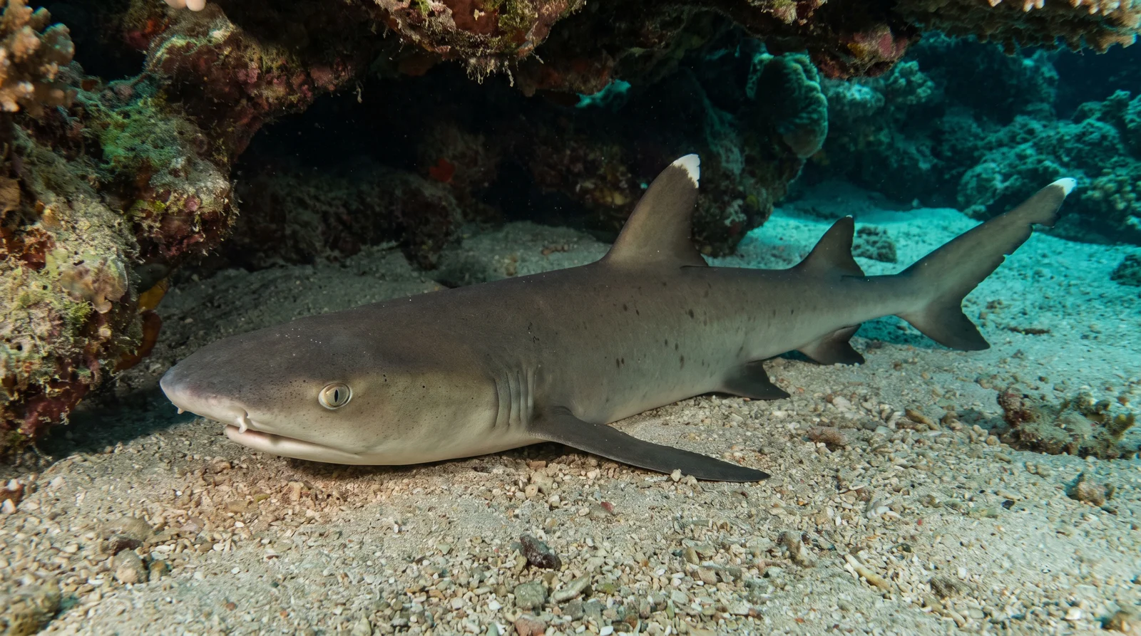 Whitetip Reef Shark