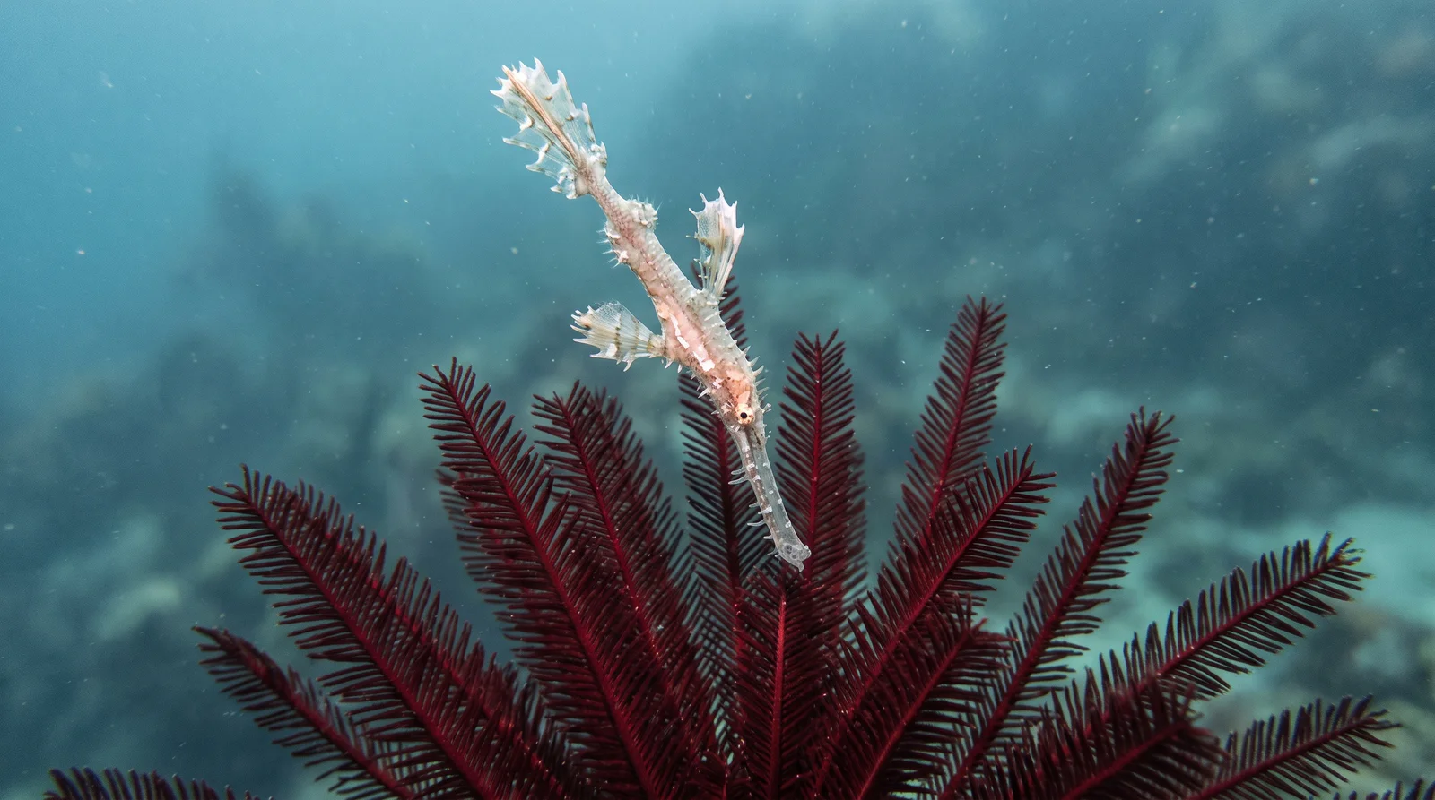 Ghost Pipefish (assorted)