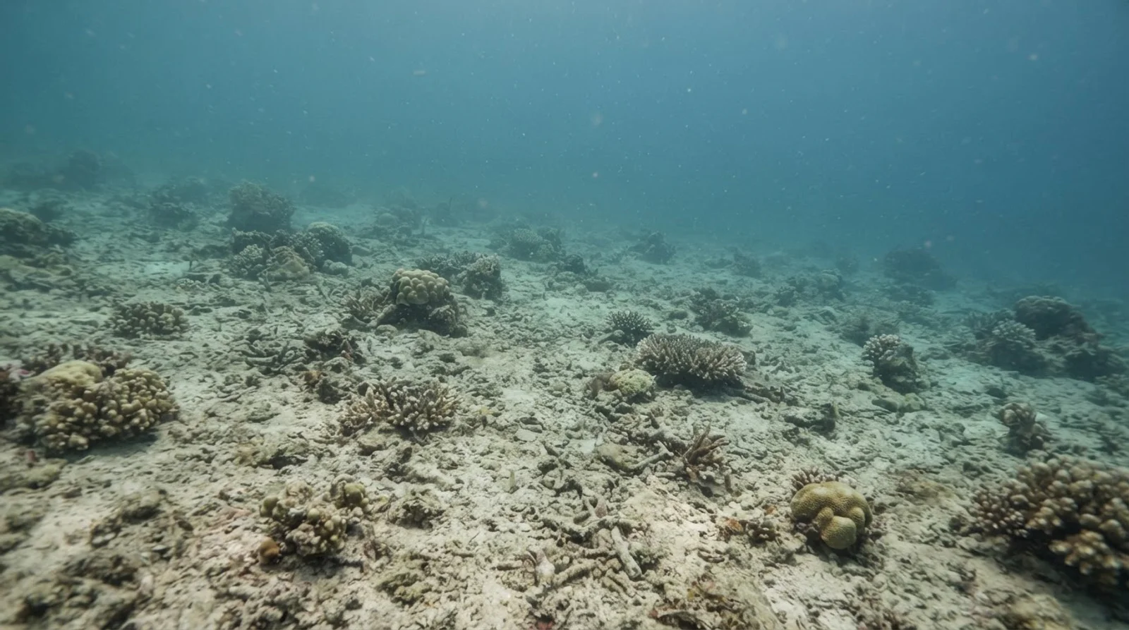 AI-generated illustration; site appearance unverified. Illustrative underwater habitat scene for Olang Marine Sanctuary. Not a photograph of the site.