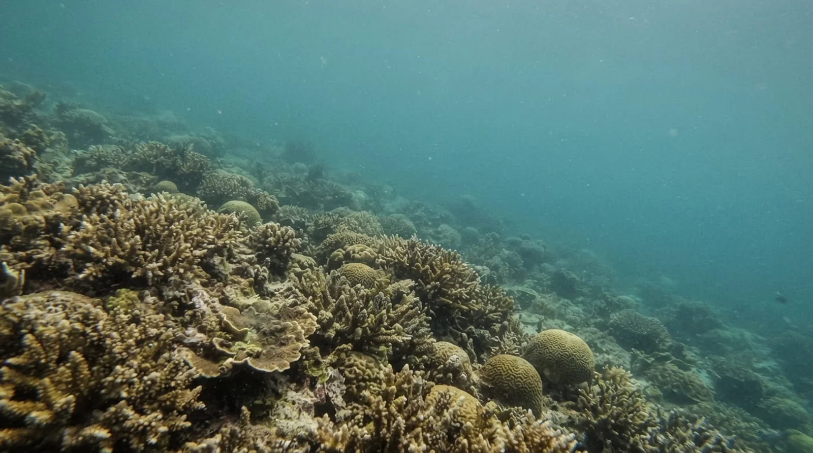 AI-generated illustration; site appearance unverified. Illustrative underwater detail for Crocodile Island. Not a photograph of the site.