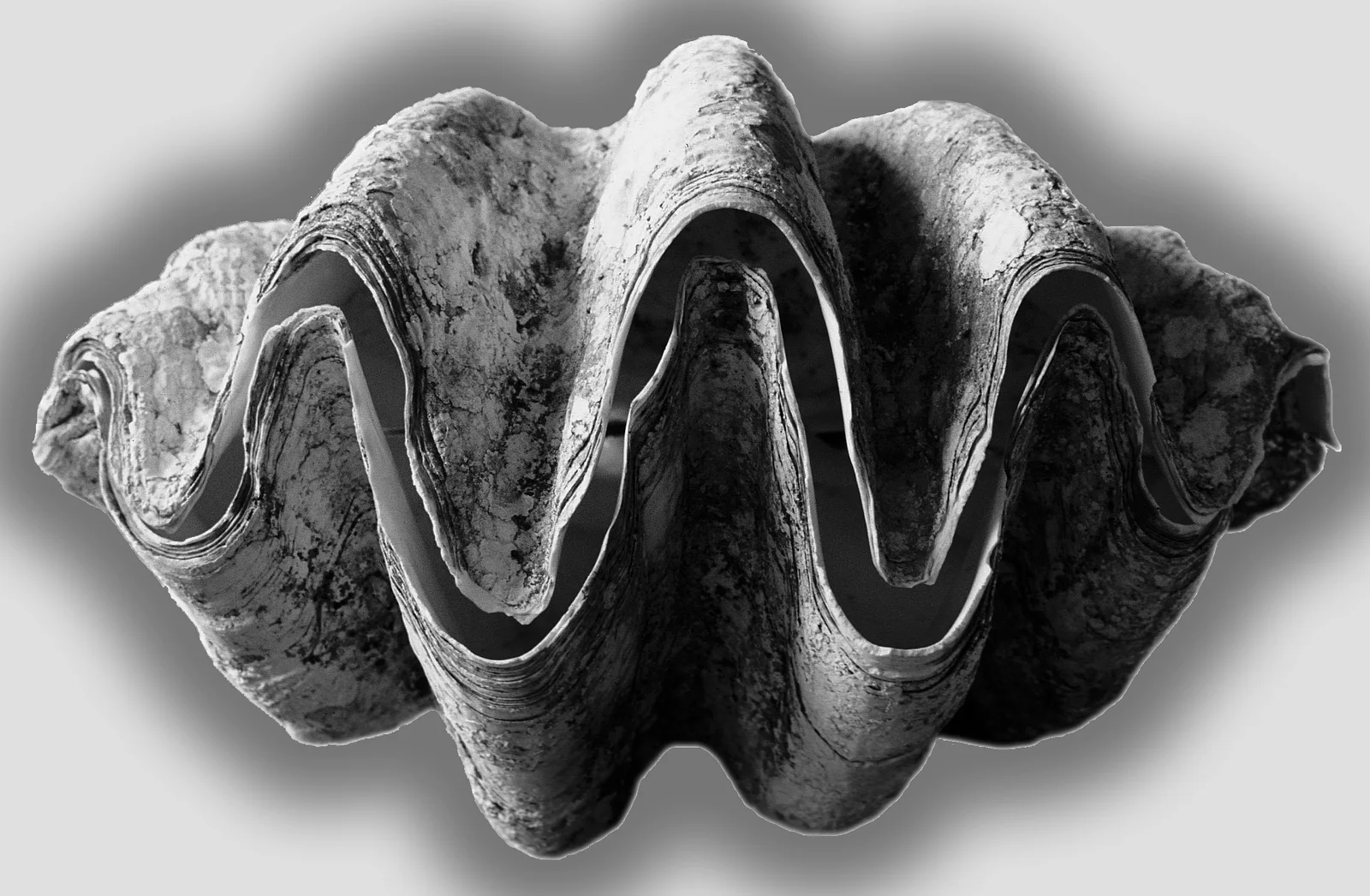 A giant clam (Tridacna gigas) from the Philippines, the sanctuary's signature species.