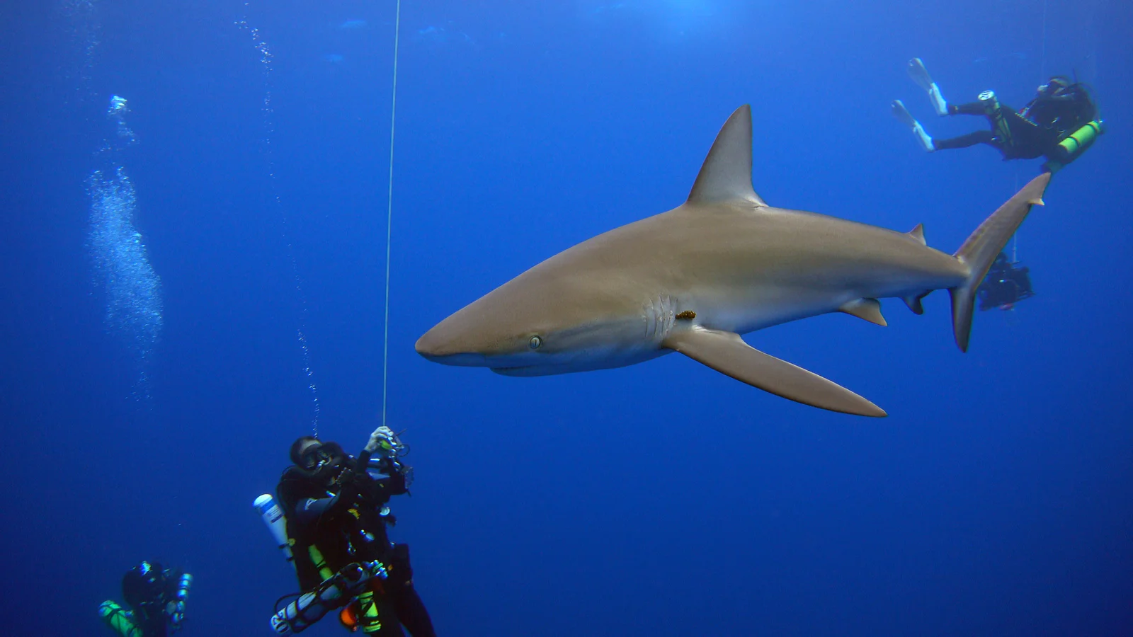Galápagos Shark