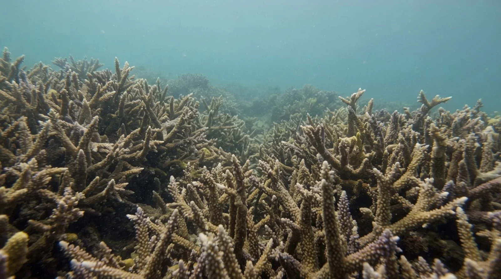 AI-generated illustration; site appearance unverified. Illustrative underwater habitat scene for Lighthouse Reef. Not a photograph of the site.