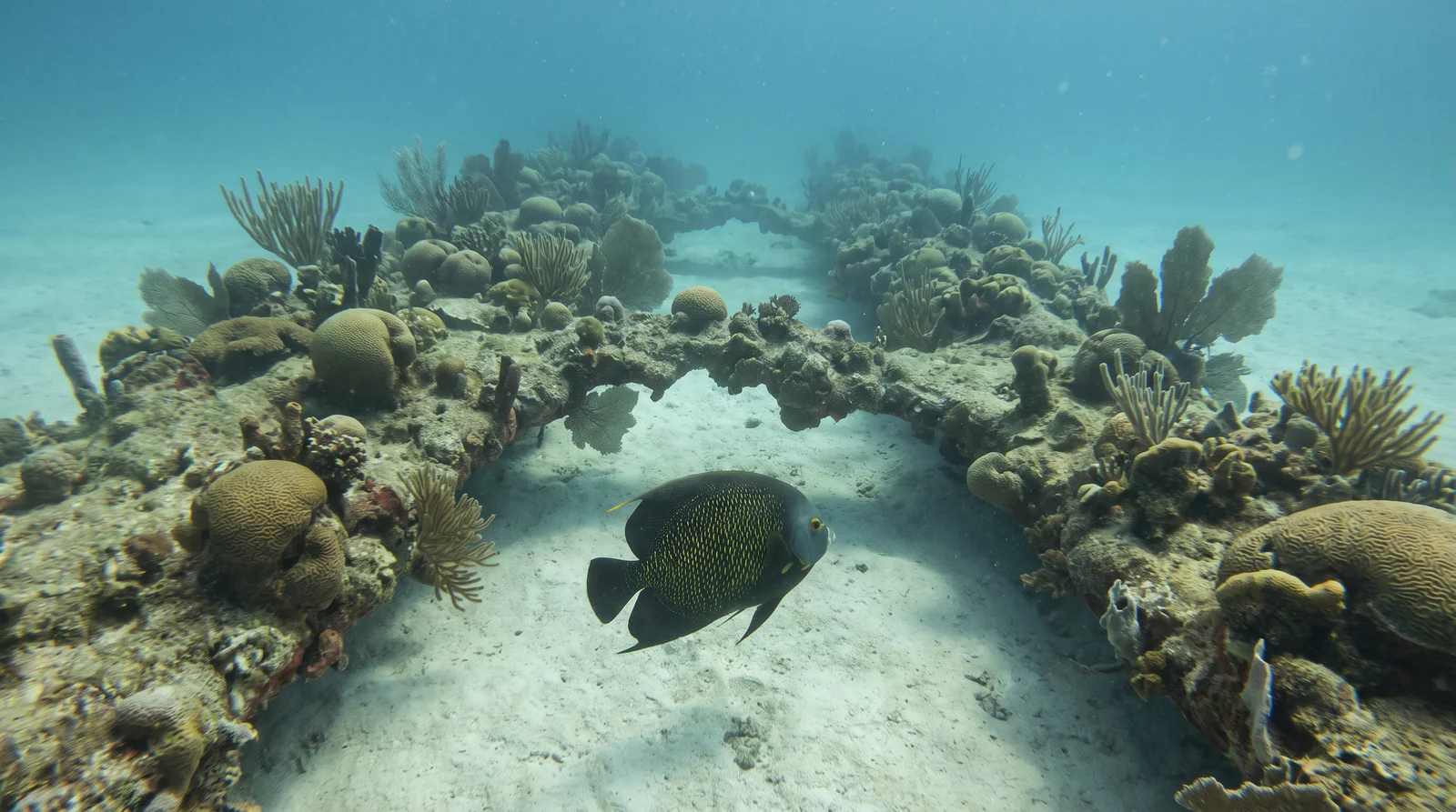 Diving at Angel City