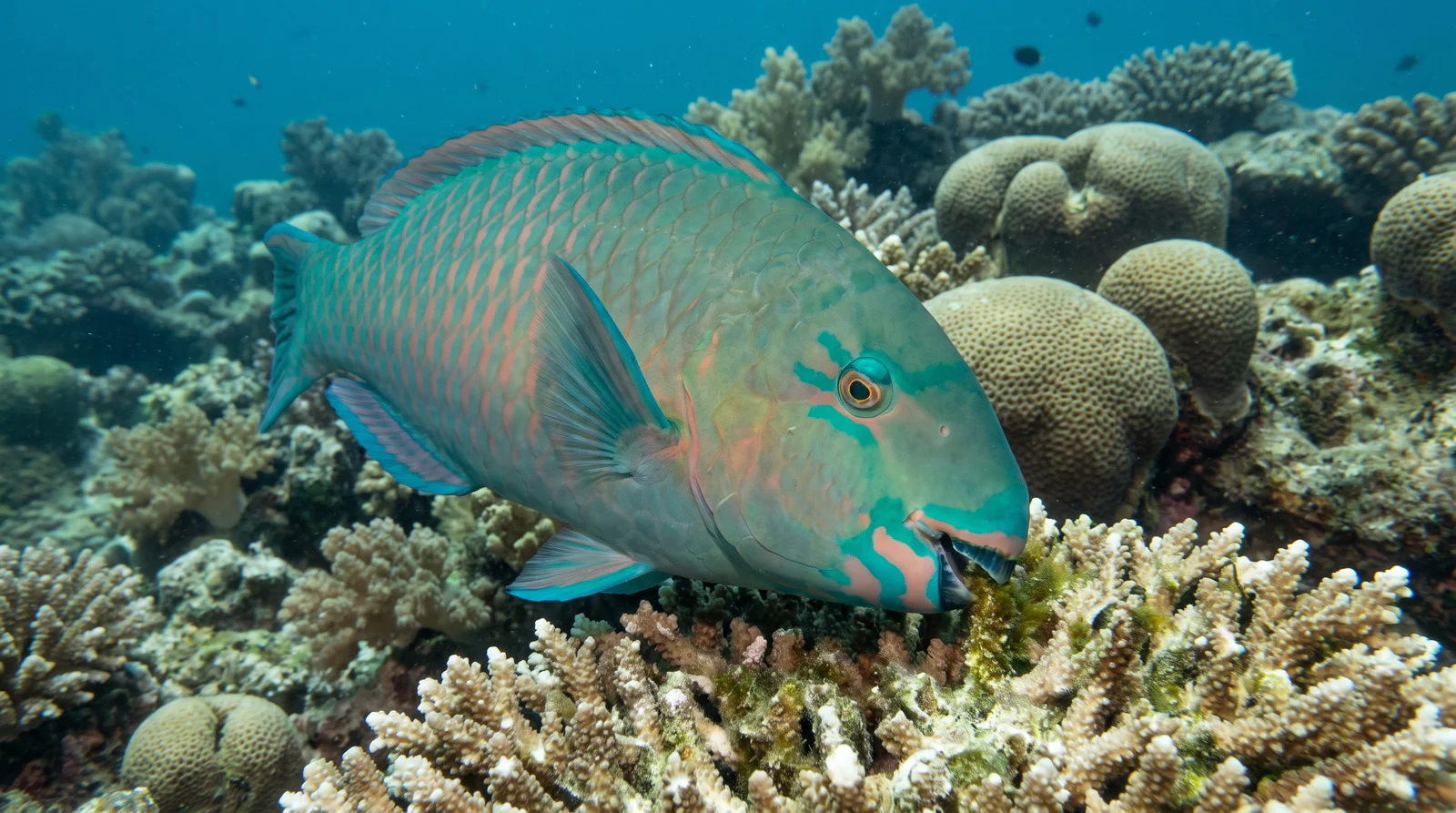 Parrotfish (assorted)