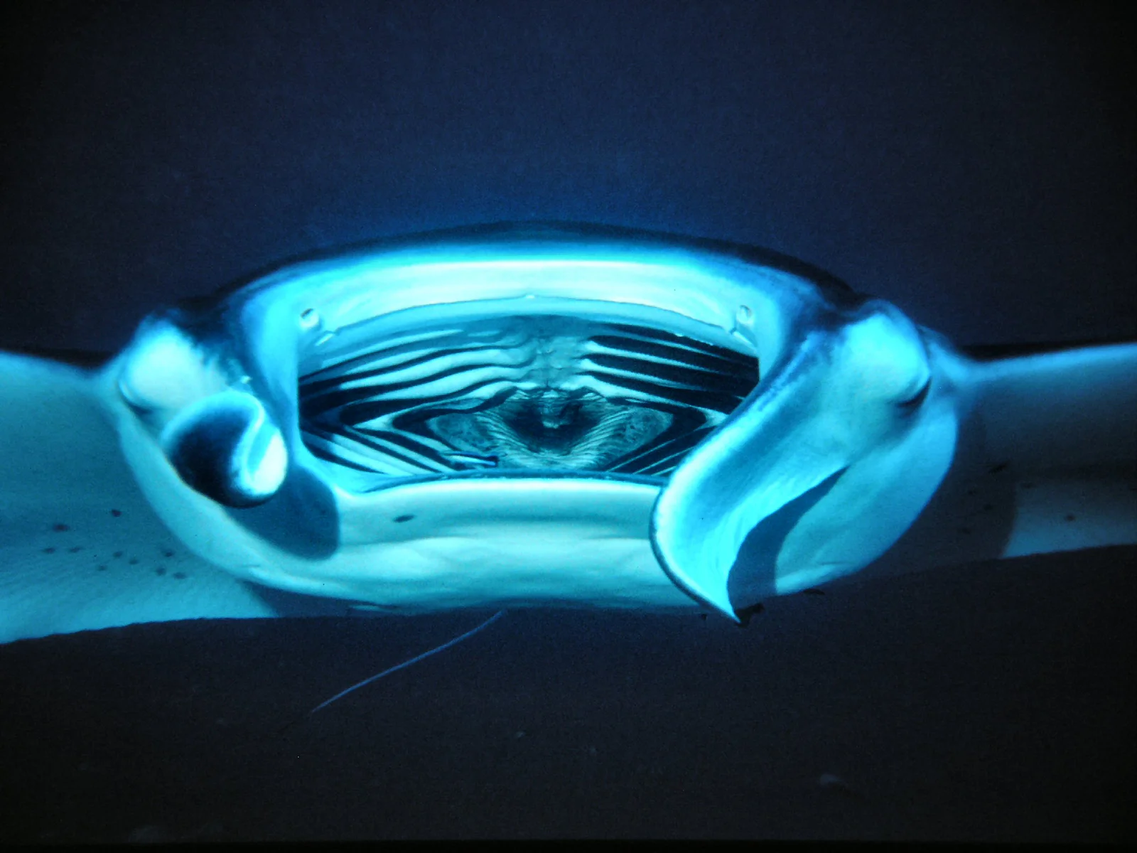 Manta Sandy