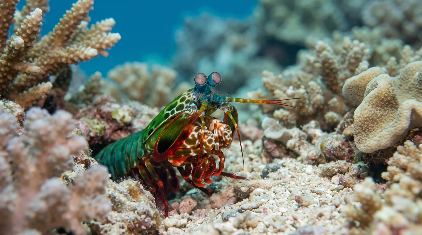 Peacock Mantis Shrimp