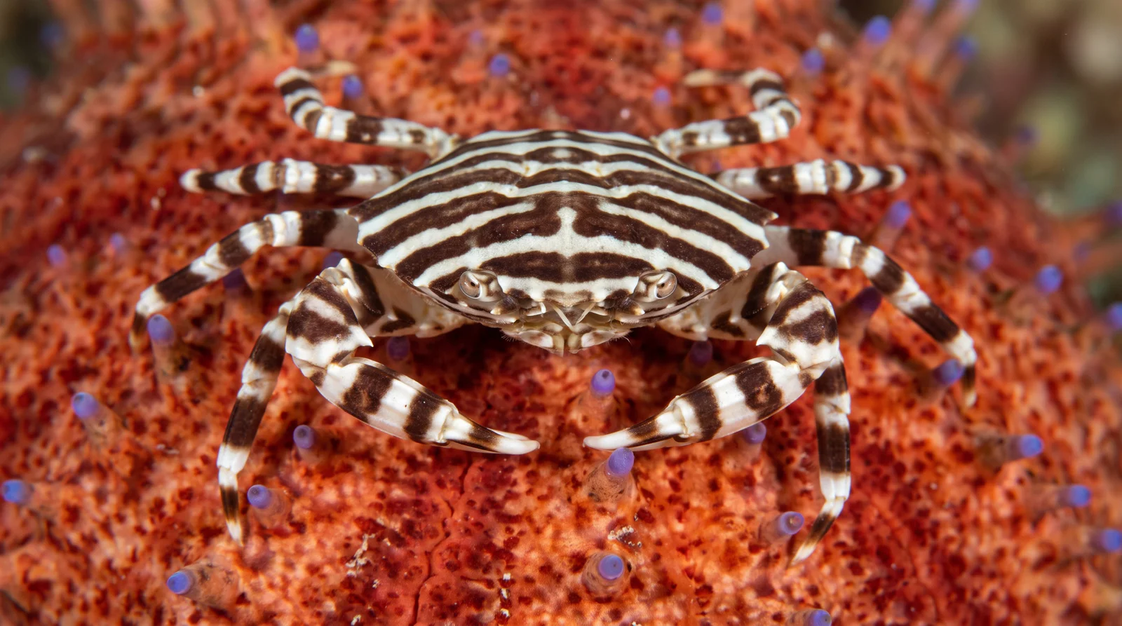 Zebra Crab