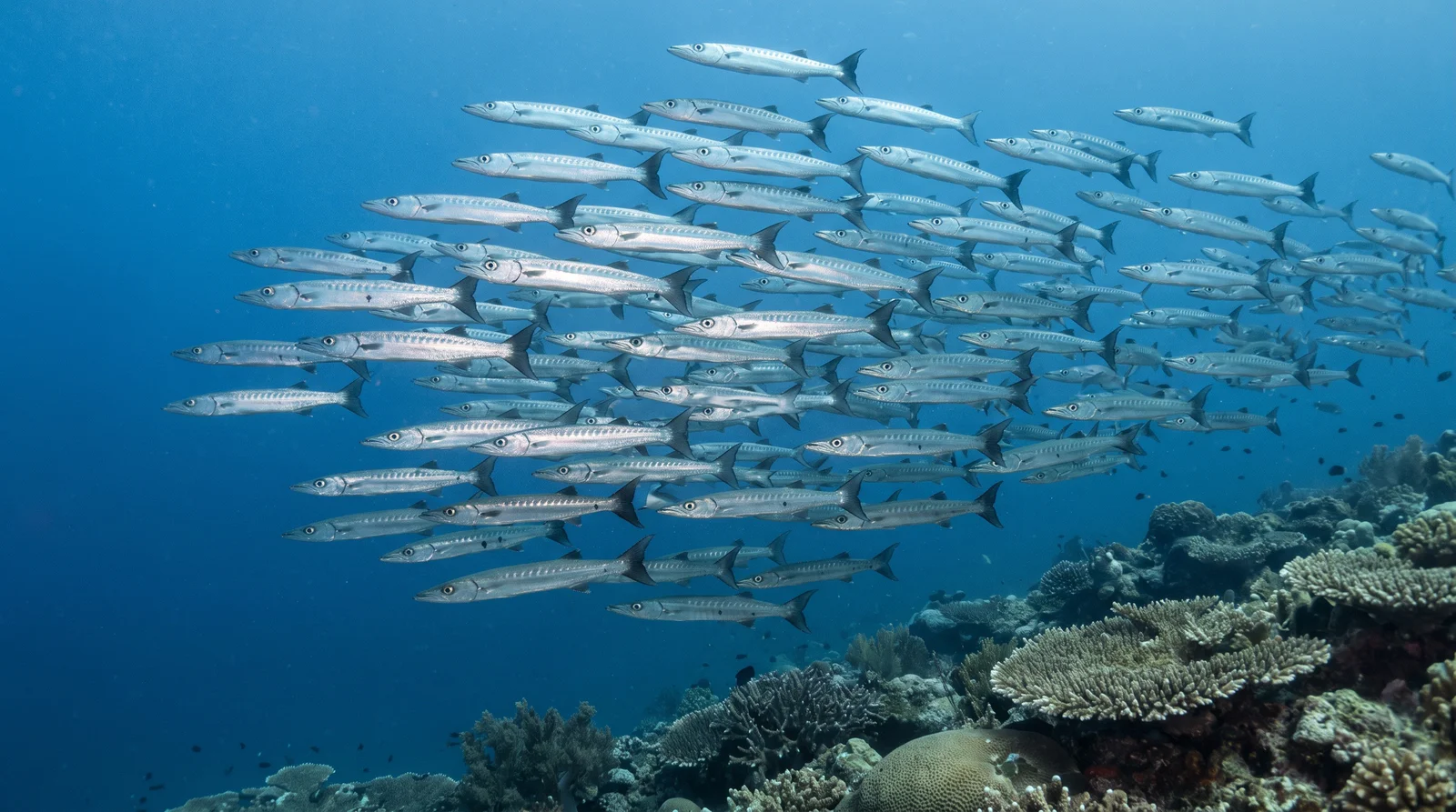 Bigeye Barracuda
