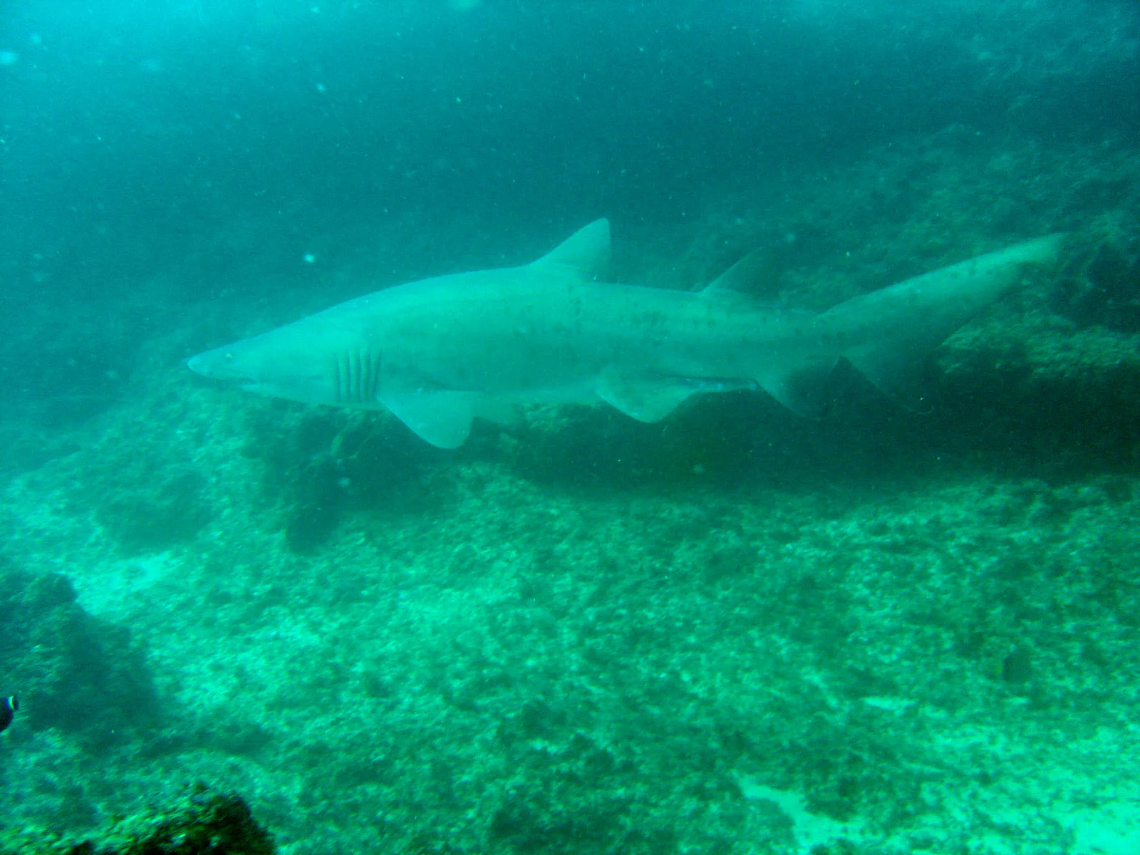 Ragged-tooth Shark