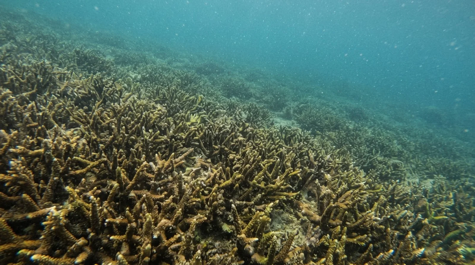 AI-generated illustration; site appearance unverified. Illustrative underwater reef habitat for Dakieda. Not a photograph of the site.