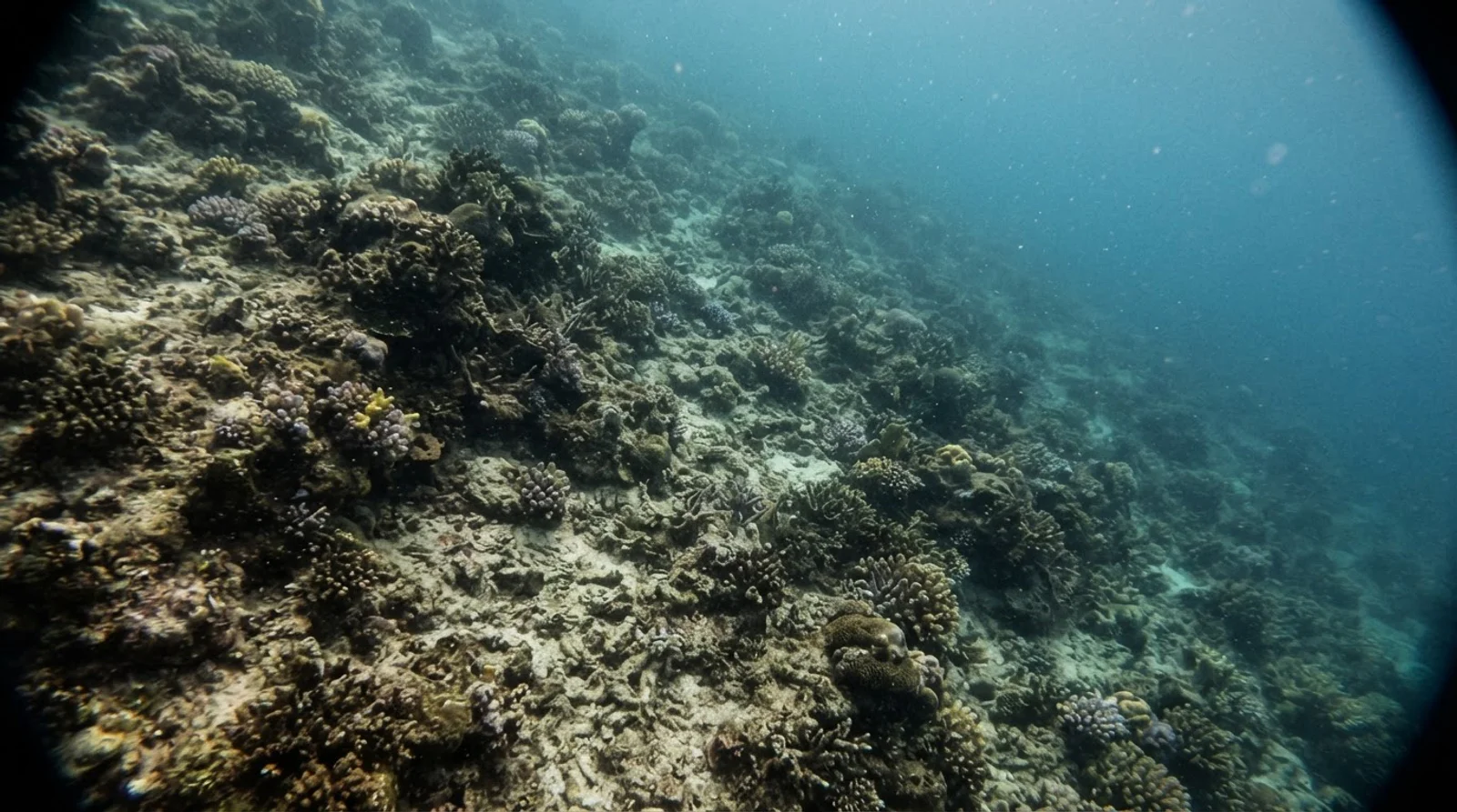 AI-generated illustration; site appearance unverified. Illustrative underwater coral habitat for Obon Point. Not a photograph of the site.