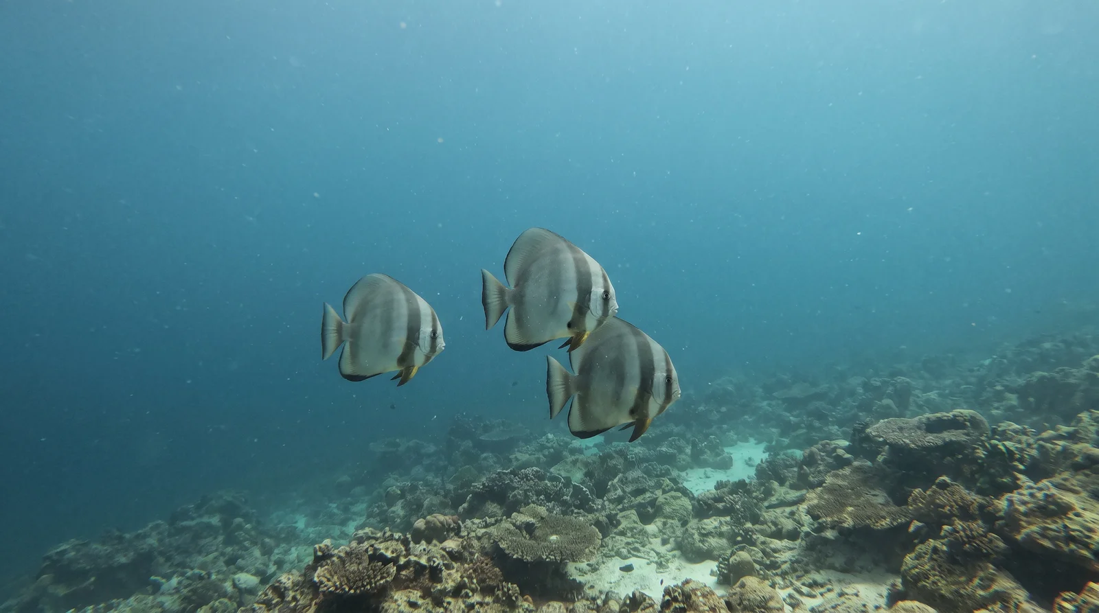 Batfish (assorted)