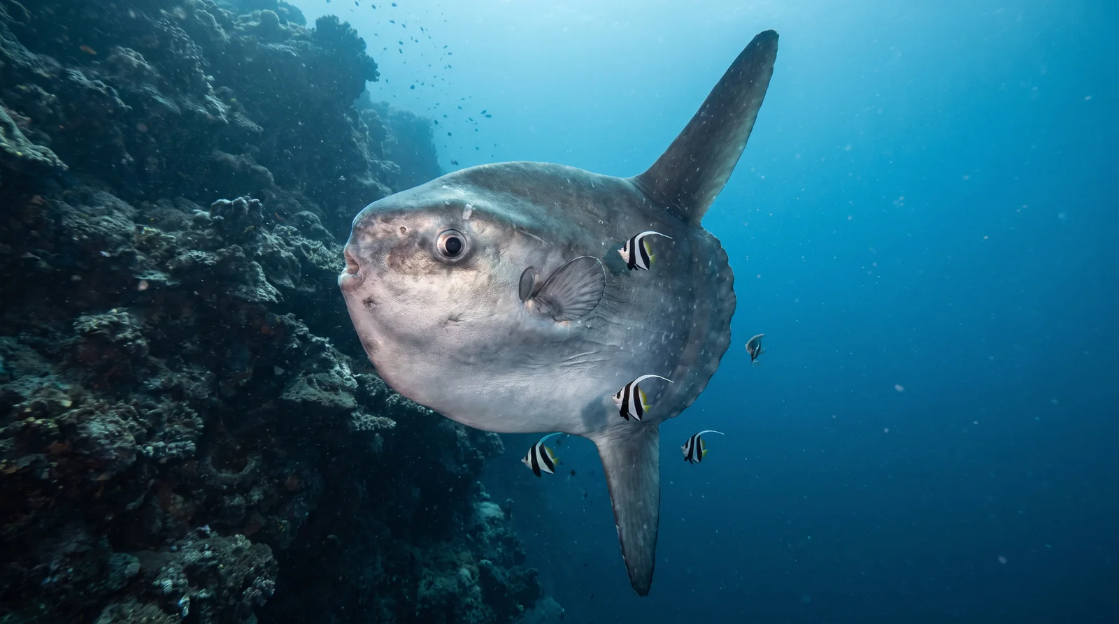 Ocean Sunfish (Mola mola)