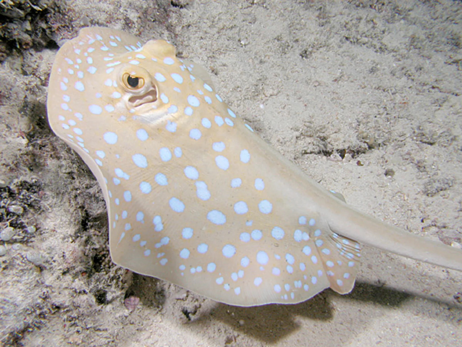 Blue-spotted Ribbontail Ray