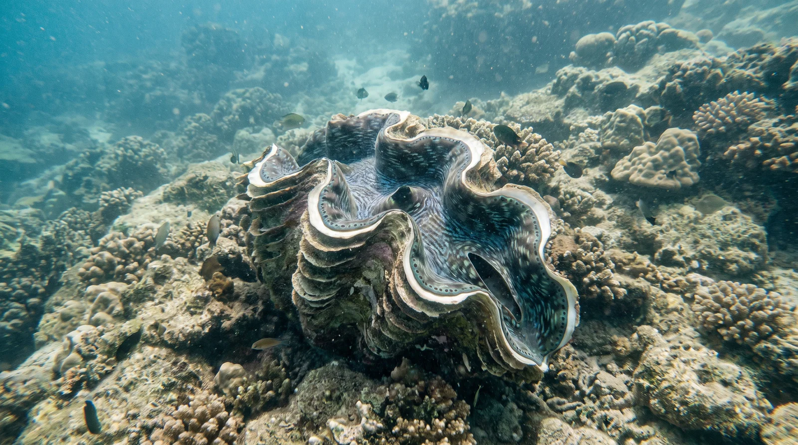 Giant Clam (assorted)