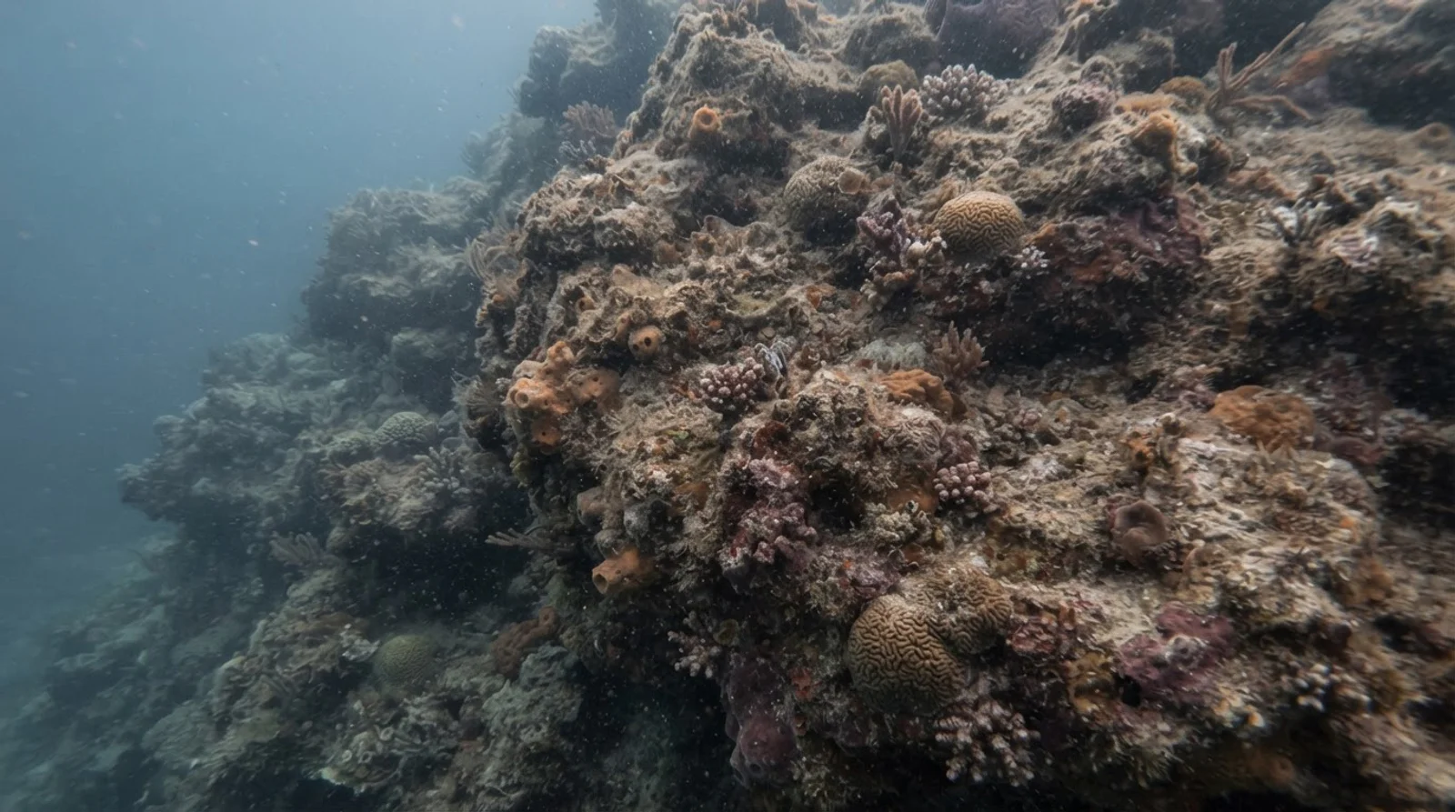 AI-generated illustration; site appearance unverified. Illustrative underwater reef habitat for Pinnacle Point. Not a photograph of the site.
