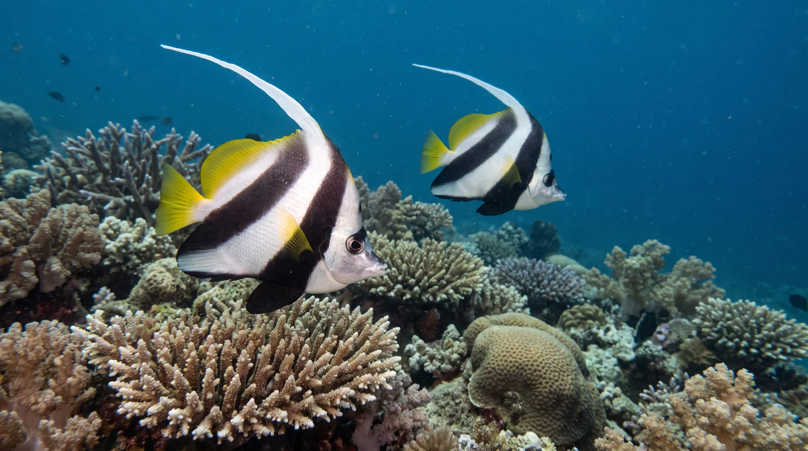 Longfin Bannerfish