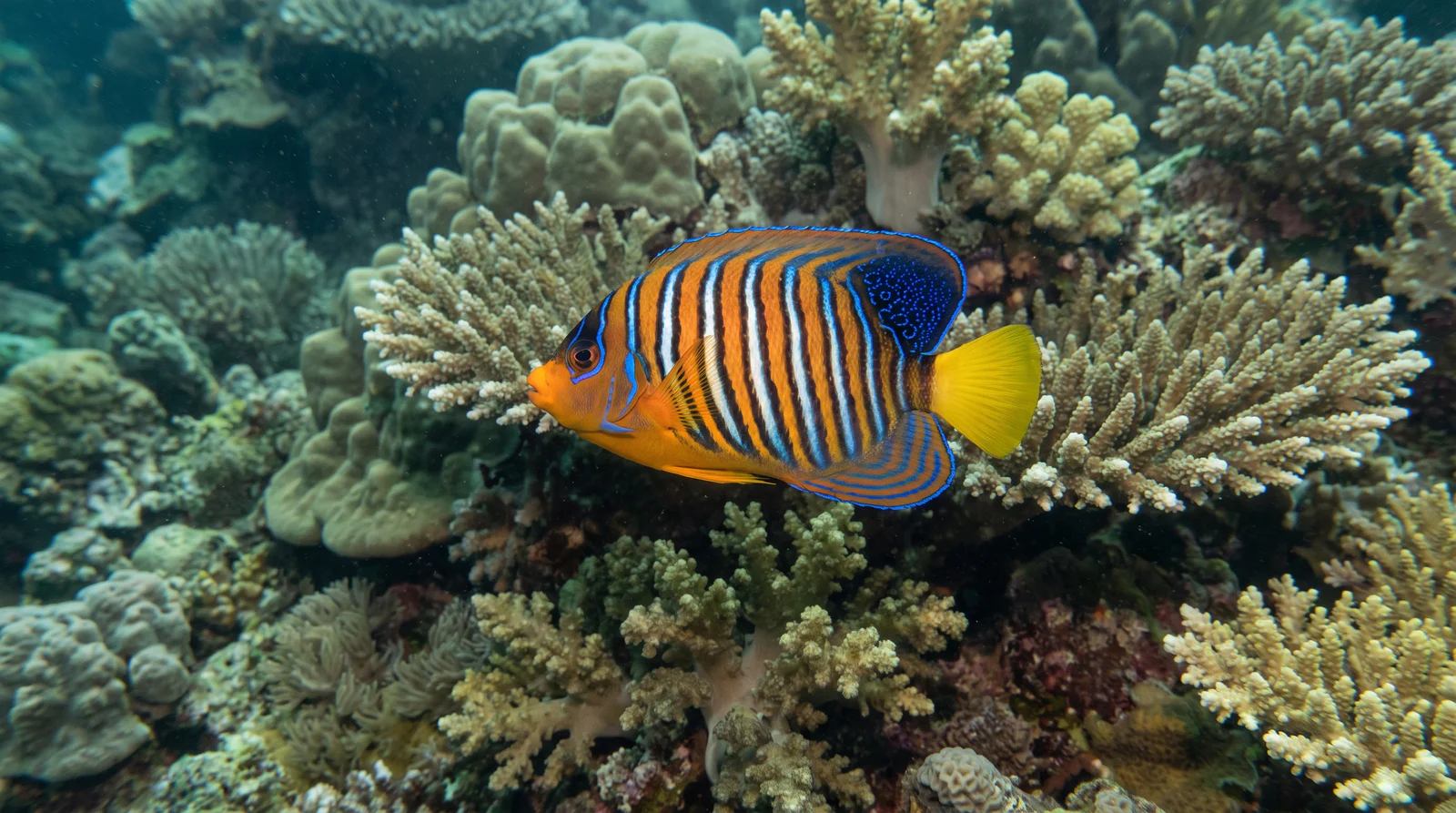 Regal Angelfish