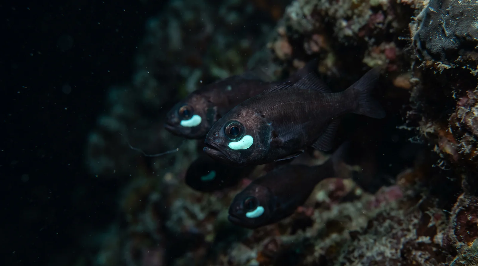 Flashlight Fish