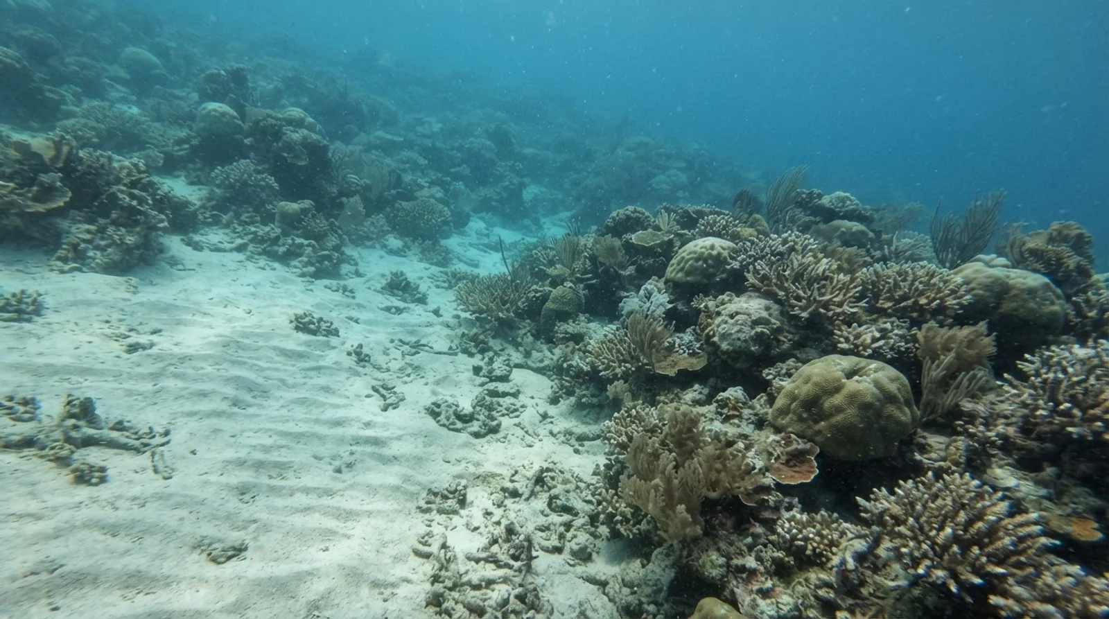 AI-generated illustration; site appearance unverified. Illustrative underwater detail for Nalusuan Island Sanctuary. Not a photograph of the site.