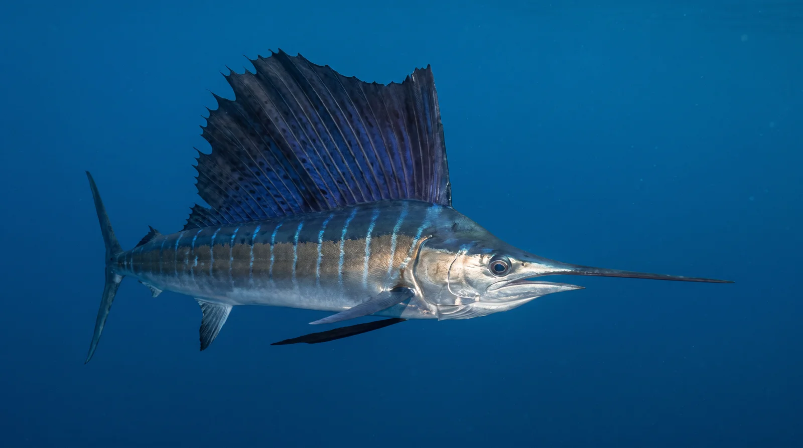 Indo-Pacific Sailfish