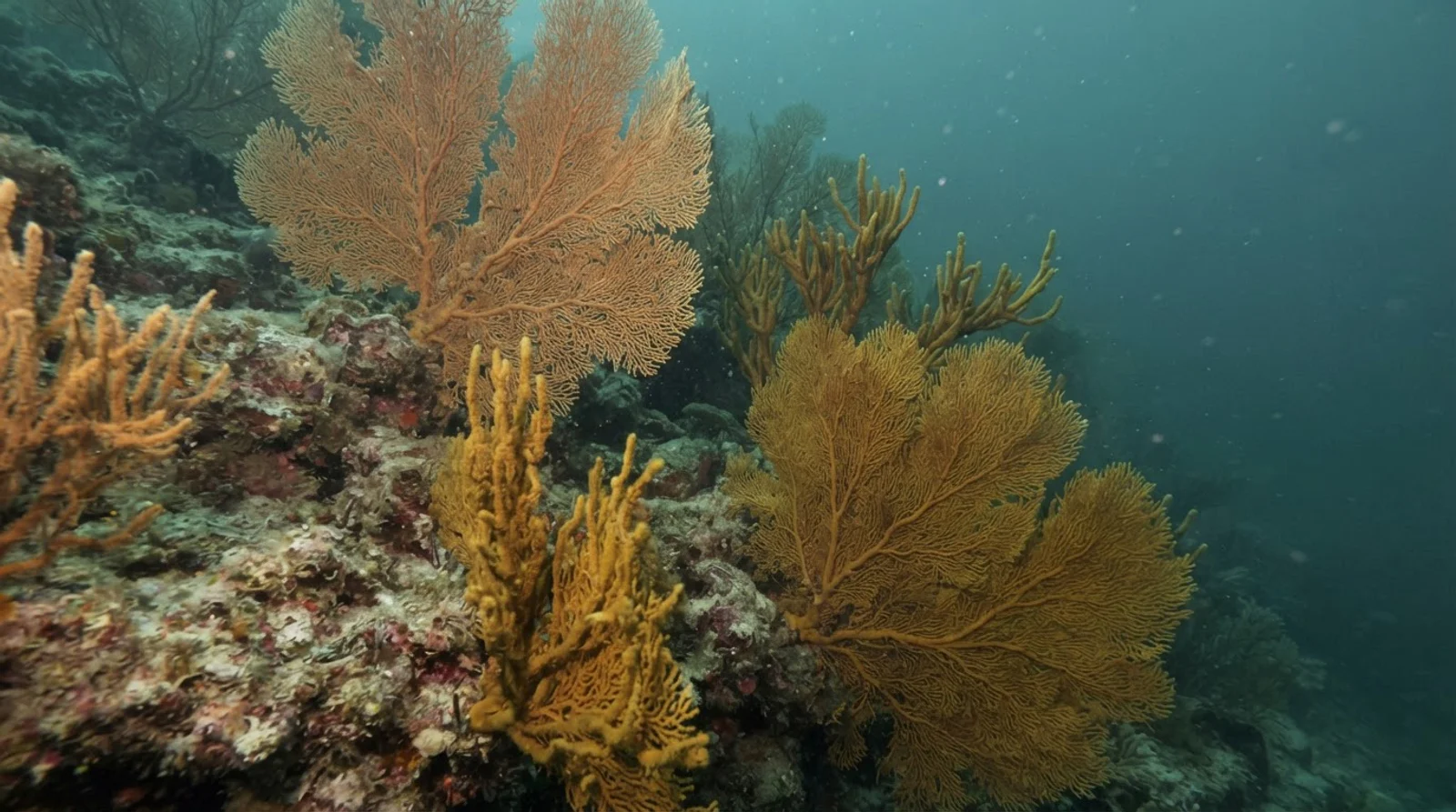 AI-generated illustration; site appearance unverified. Illustrative underwater reef habitat for DA-West. Not a photograph of the site.
