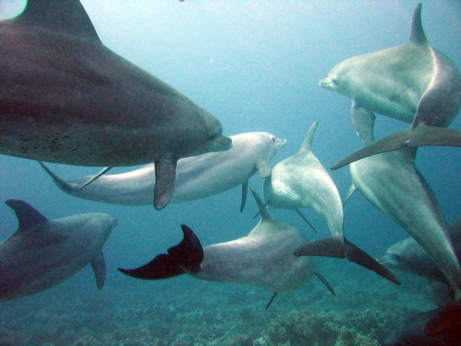 Bottlenose Dolphin