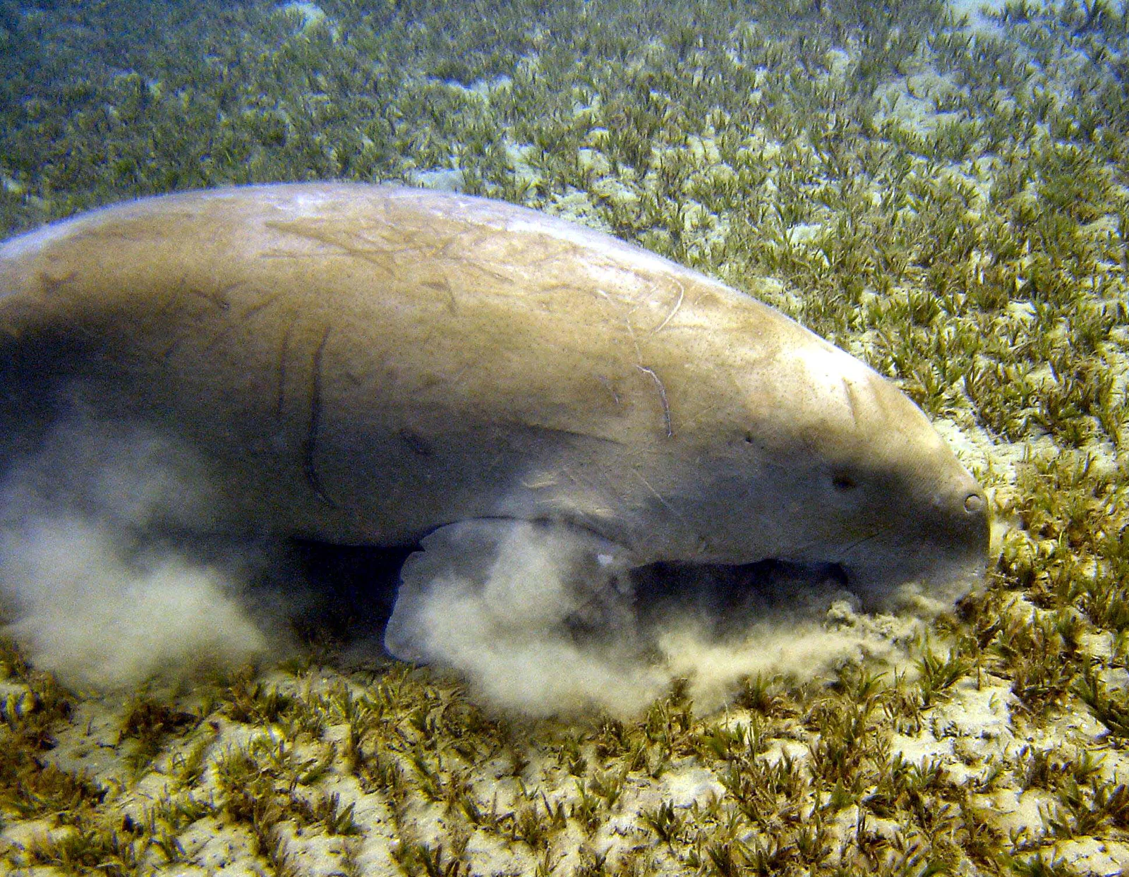 A dugong grazing in a seagrass meadow at Marsa Abu Dabbab, Red Sea.