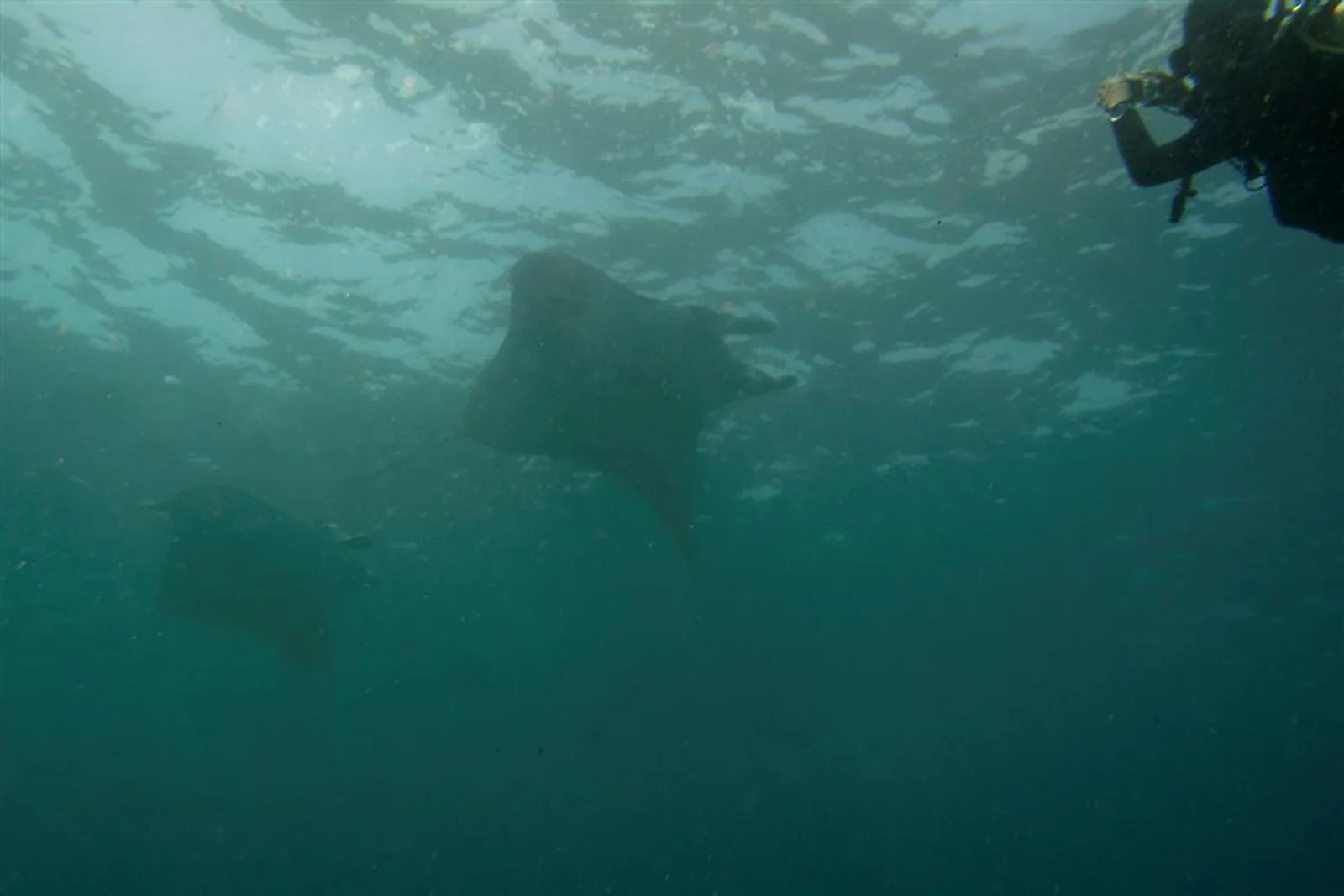 Diving at Manta Point Nusa Penida