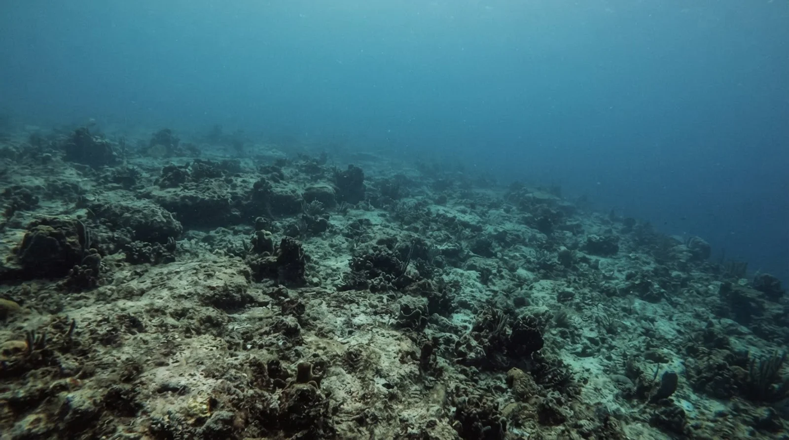 AI-generated illustration; site appearance unverified. Illustrative underwater reef habitat for Shark Airport. Not a photograph of the site.