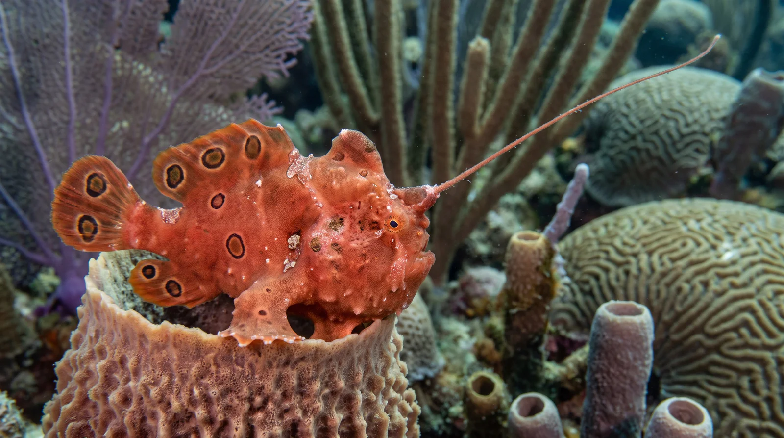 Longlure Frogfish