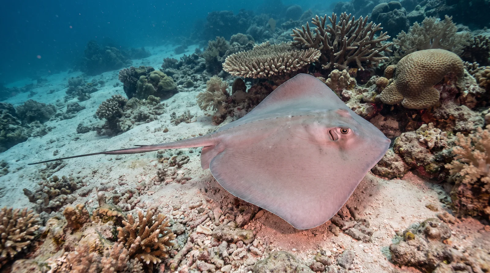 Pink Whipray