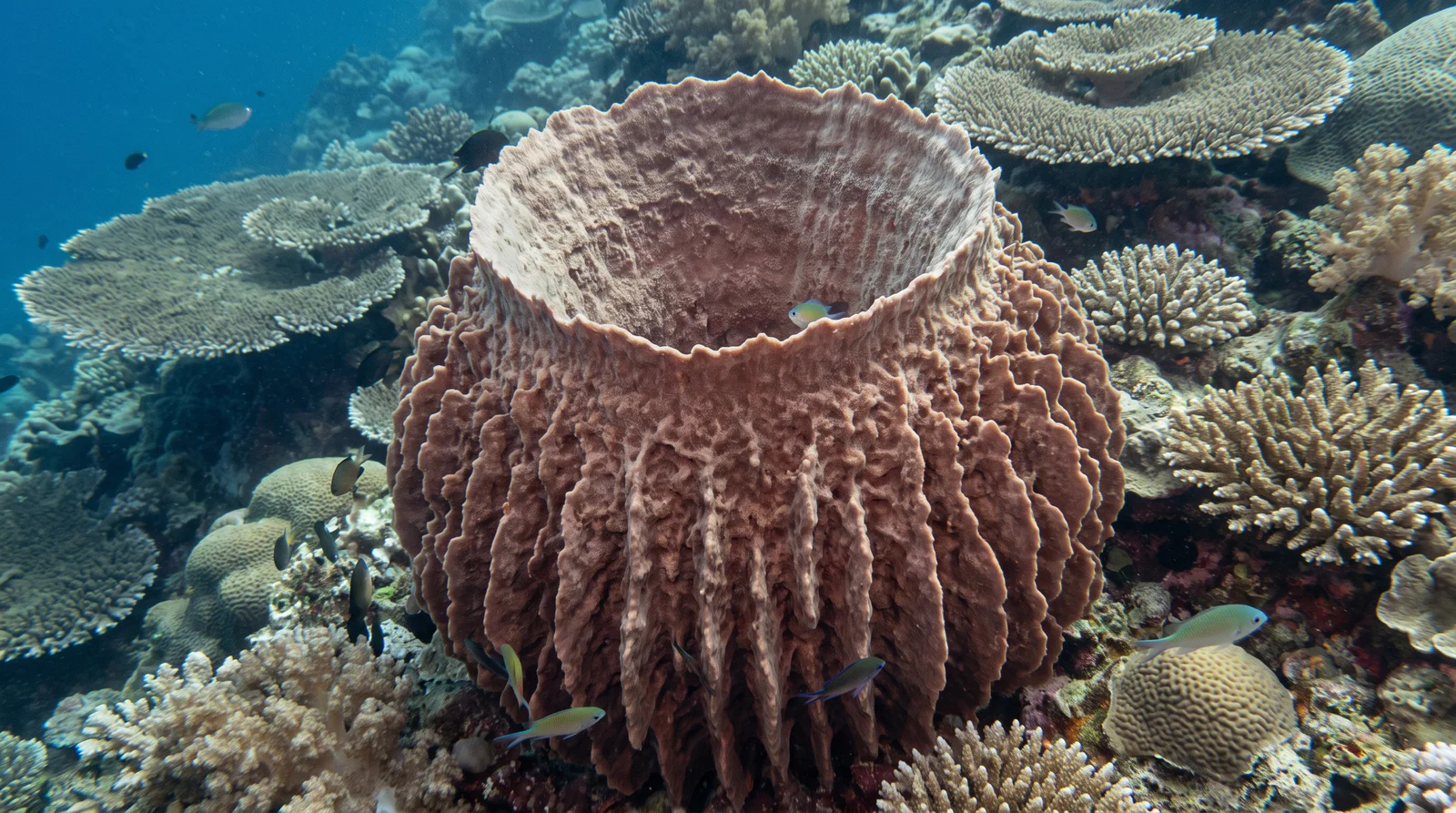 Barrel Sponge