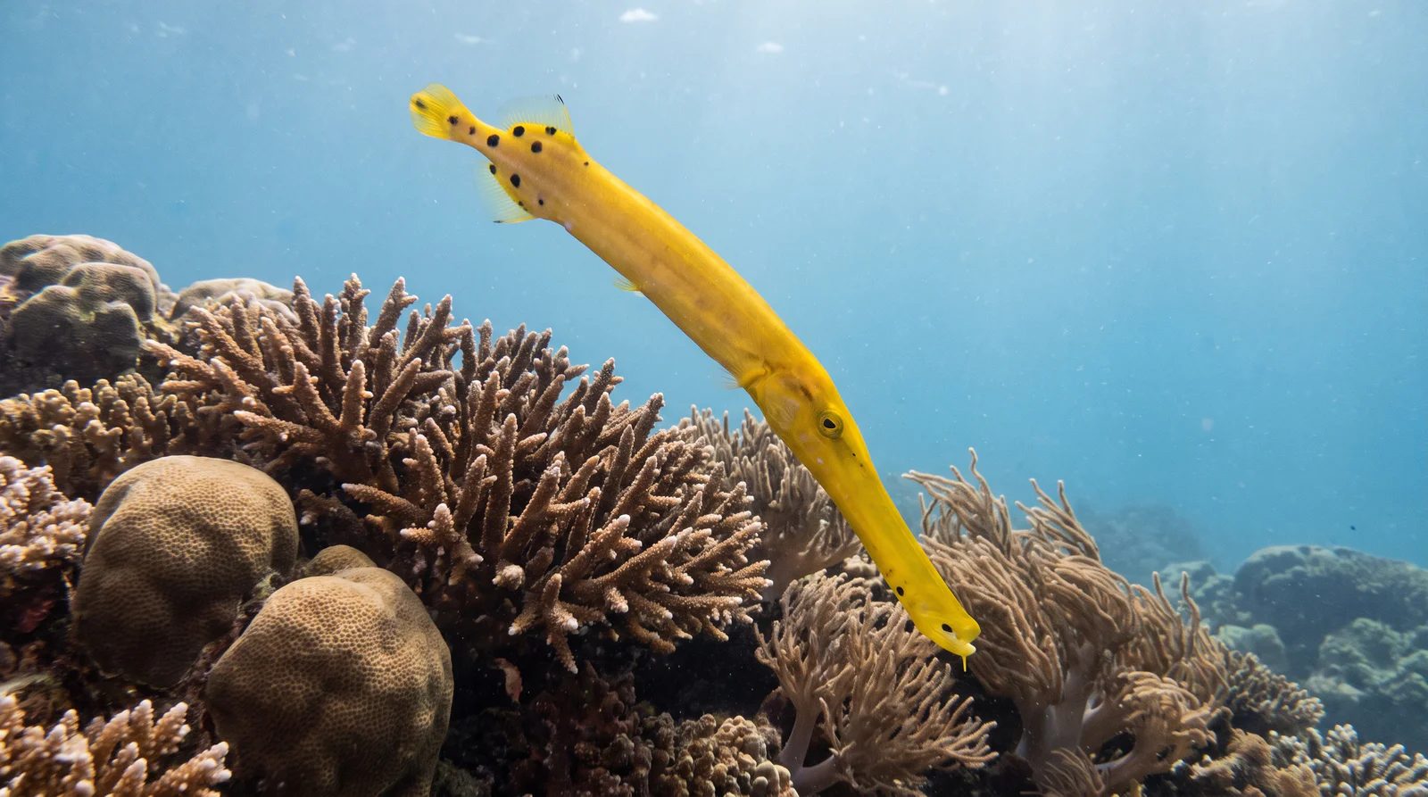 Trumpetfish