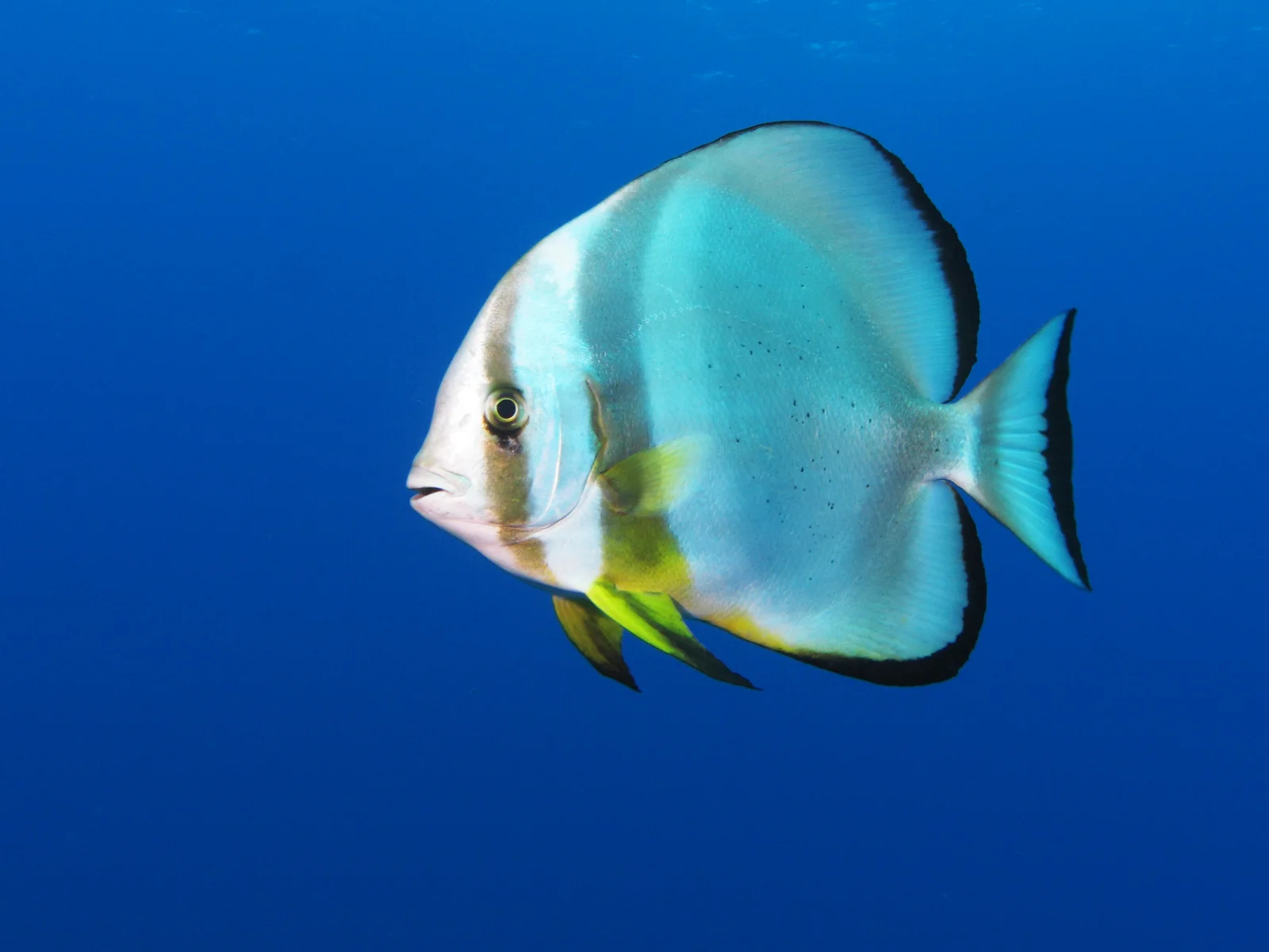 Longfin Batfish