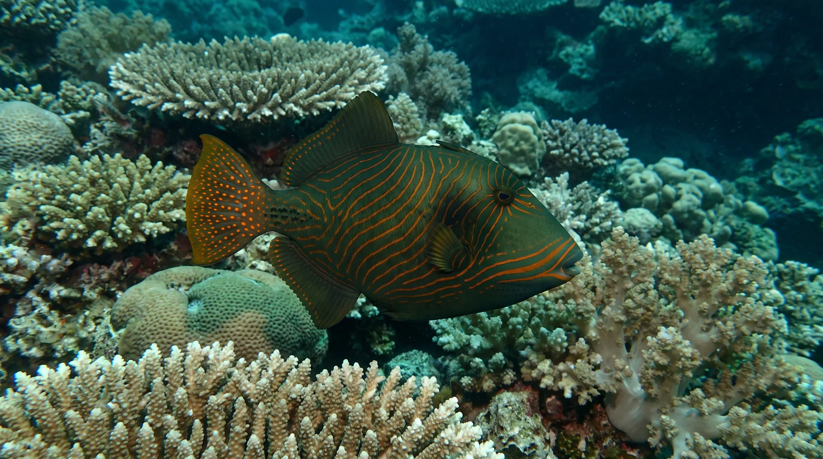 AI-generated illustration; species identification unverified. Orange-lined Triggerfish (Balistapus undulatus)