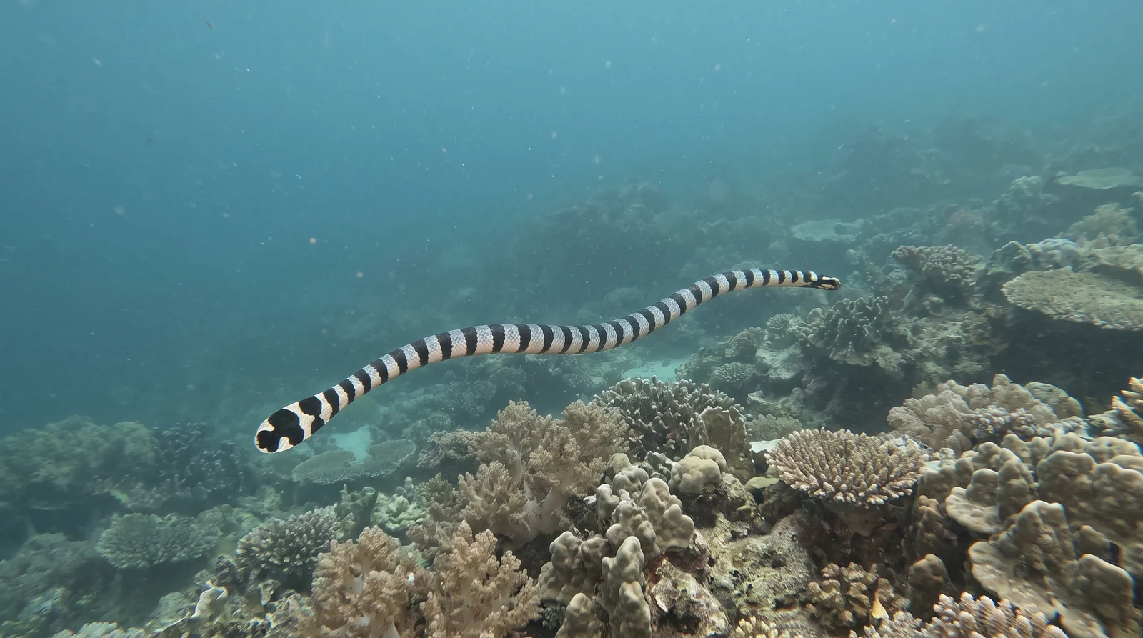 Sea Snake / Sea Krait (assorted)