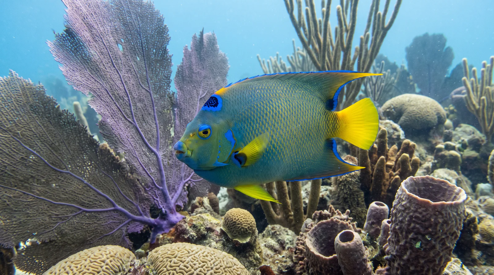 Queen Angelfish