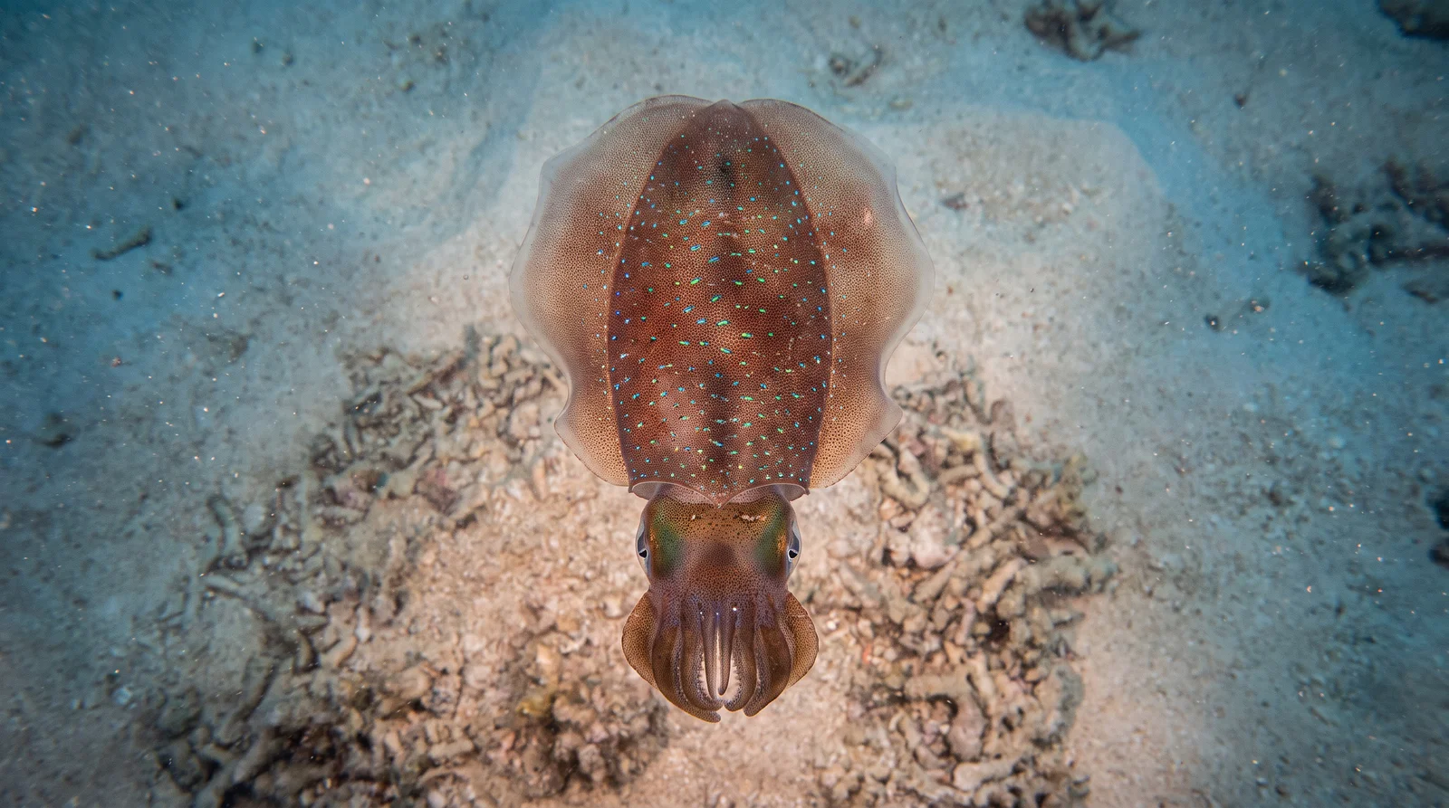 Bigfin Reef Squid