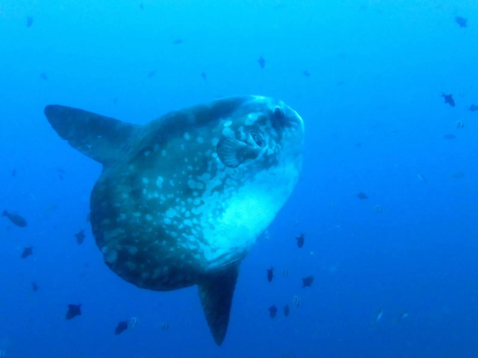 Diving at Crystal Bay