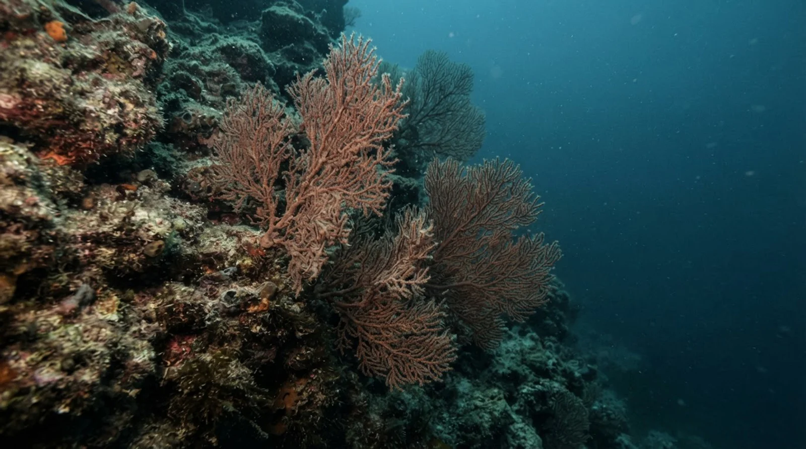 AI-generated illustration; site appearance unverified. Illustrative underwater reef habitat for Ligid Caves. Not a photograph of the site.
